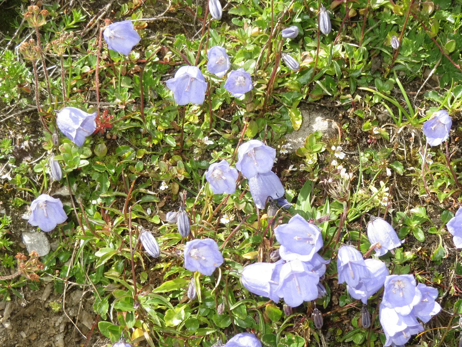 Harebell (Campanula Rotundifolia) — it attracts pollinators and adds a wildflower charm to borders or rock gardens; scientifically named Campanula, image 66