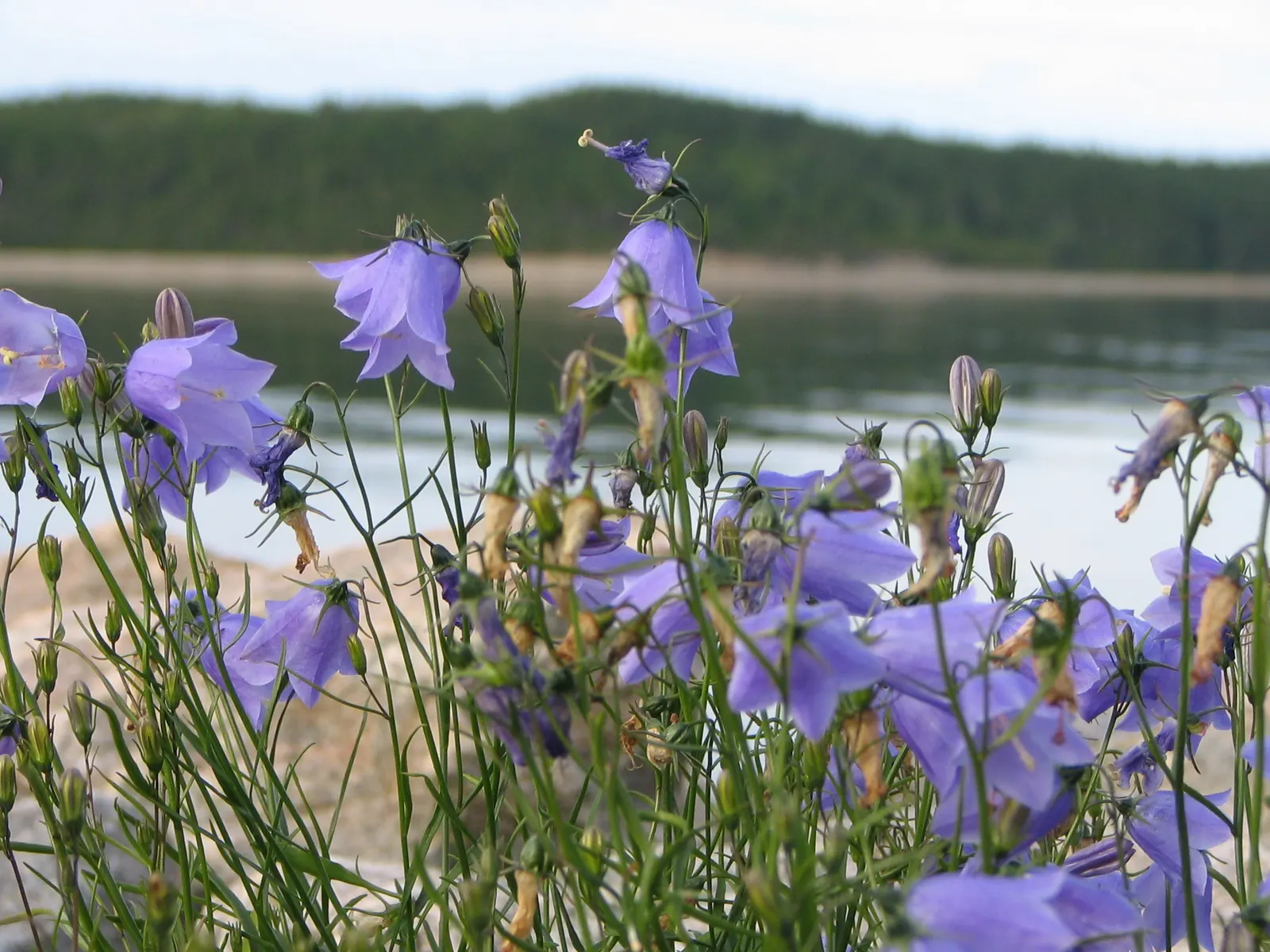 Harebell (Campanula Rotundifolia) — Flowering from June to September