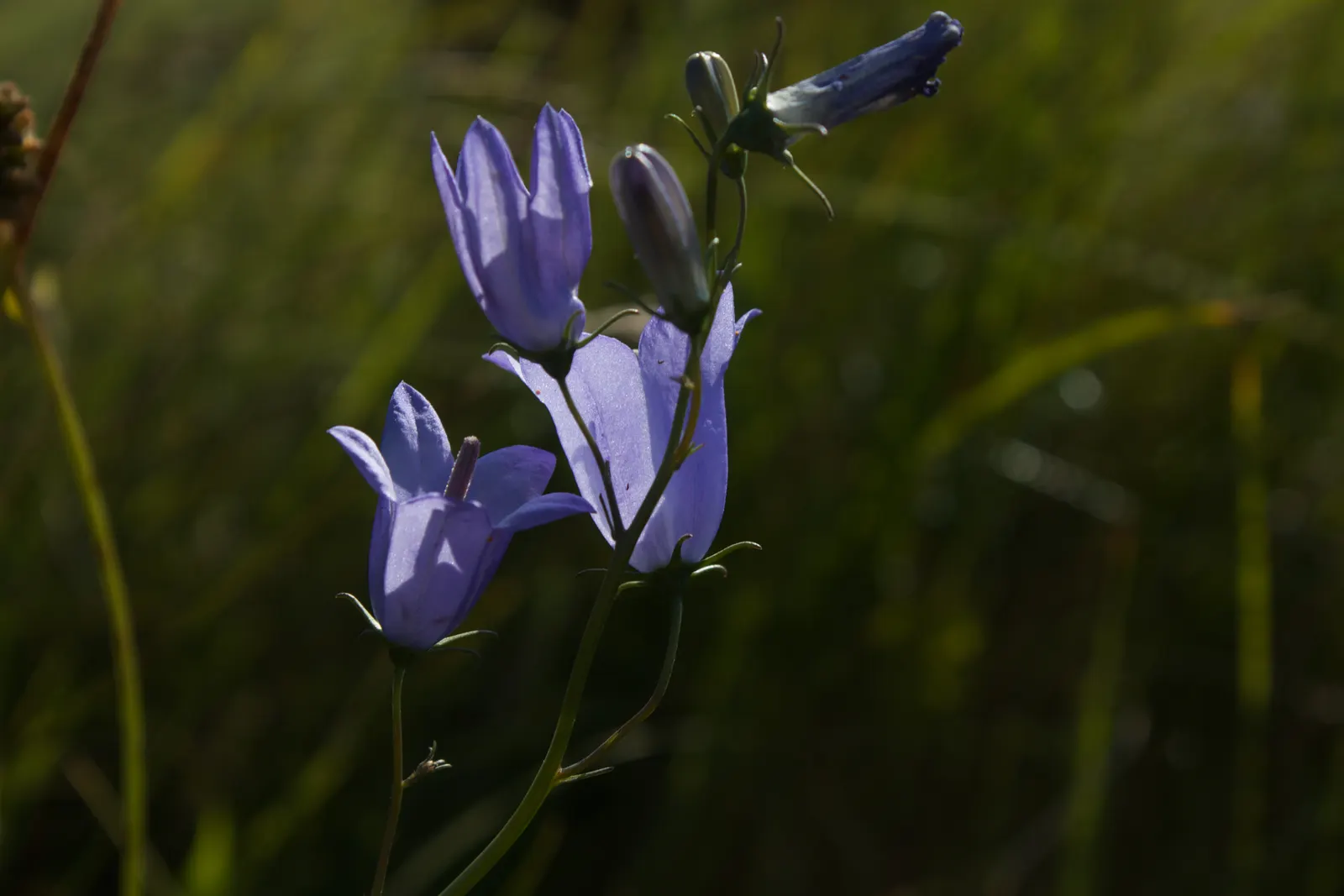 Harebell (Campanula Rotundifolia) — or intersperse it among rocks and alongside paths to soften hardscape elements