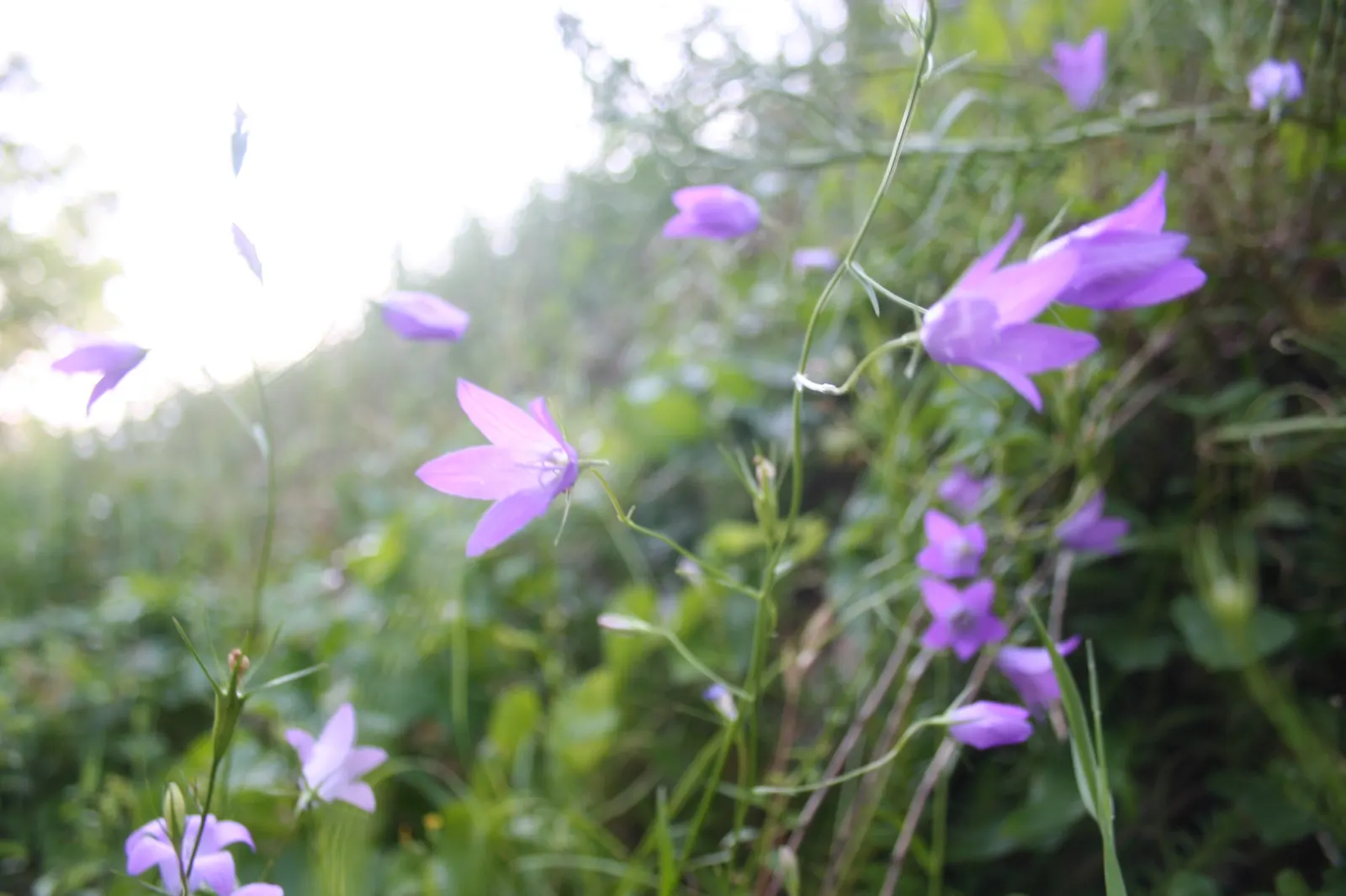 Harebell (Campanula Rotundifolia) — scientifically named Campanula rotundifolia; perennial for half, image 69