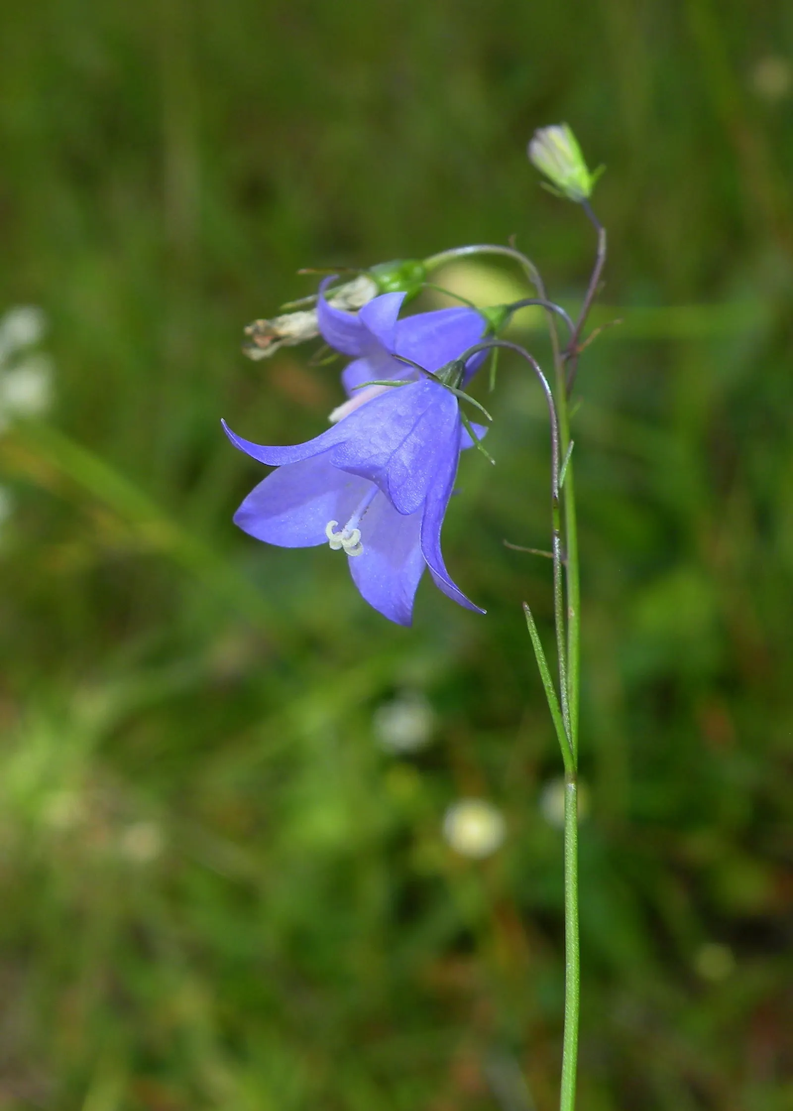 Harebell (Campanula Rotundifolia) — it boasts delicate bell-shaped; attracting a host of pollinators