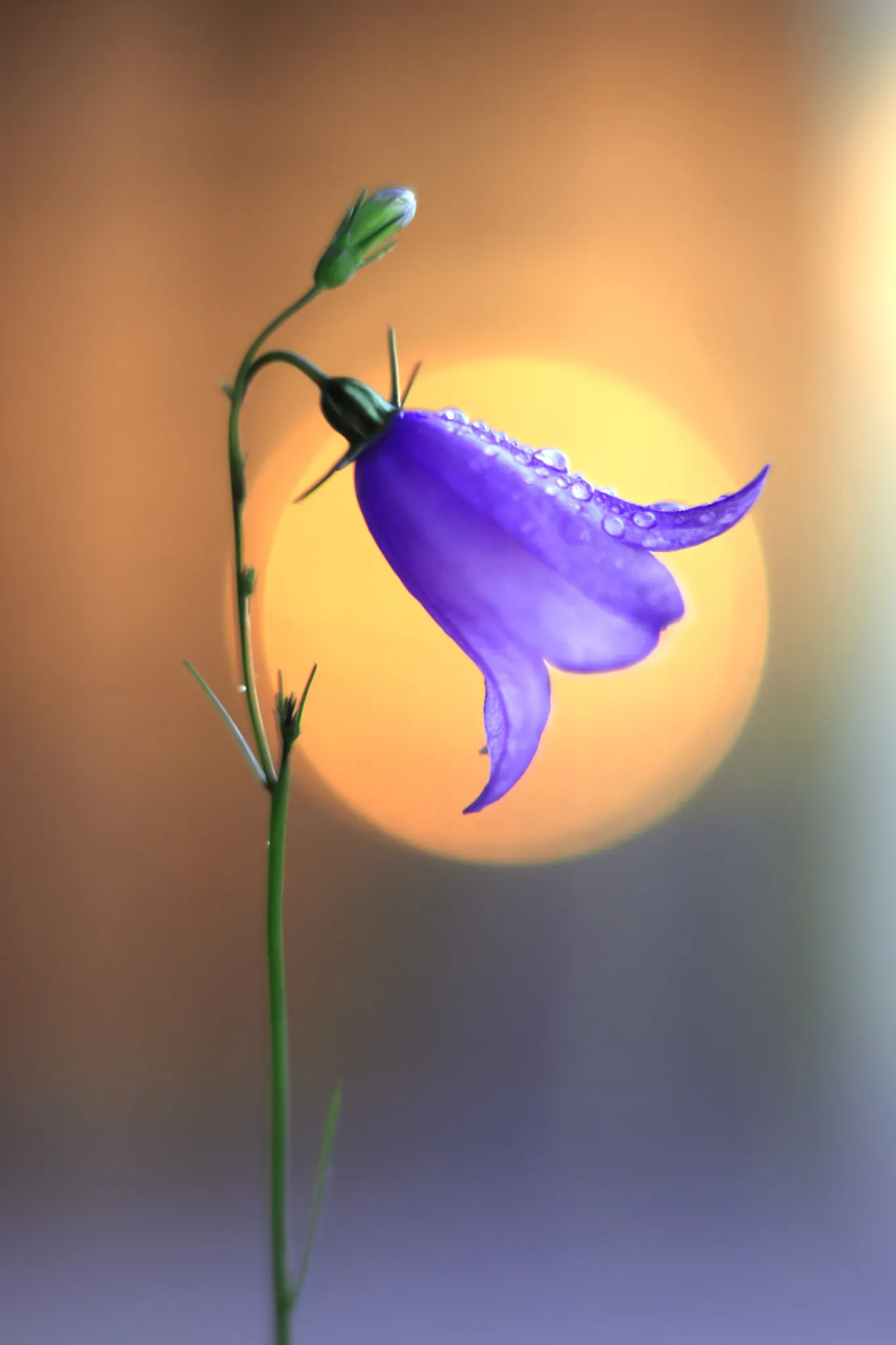 Harebell (Campanula Rotundifolia) — The Harebell is also drought-resistant once established; it thrives in USDA zones 3 through 9, preferring full, image 80