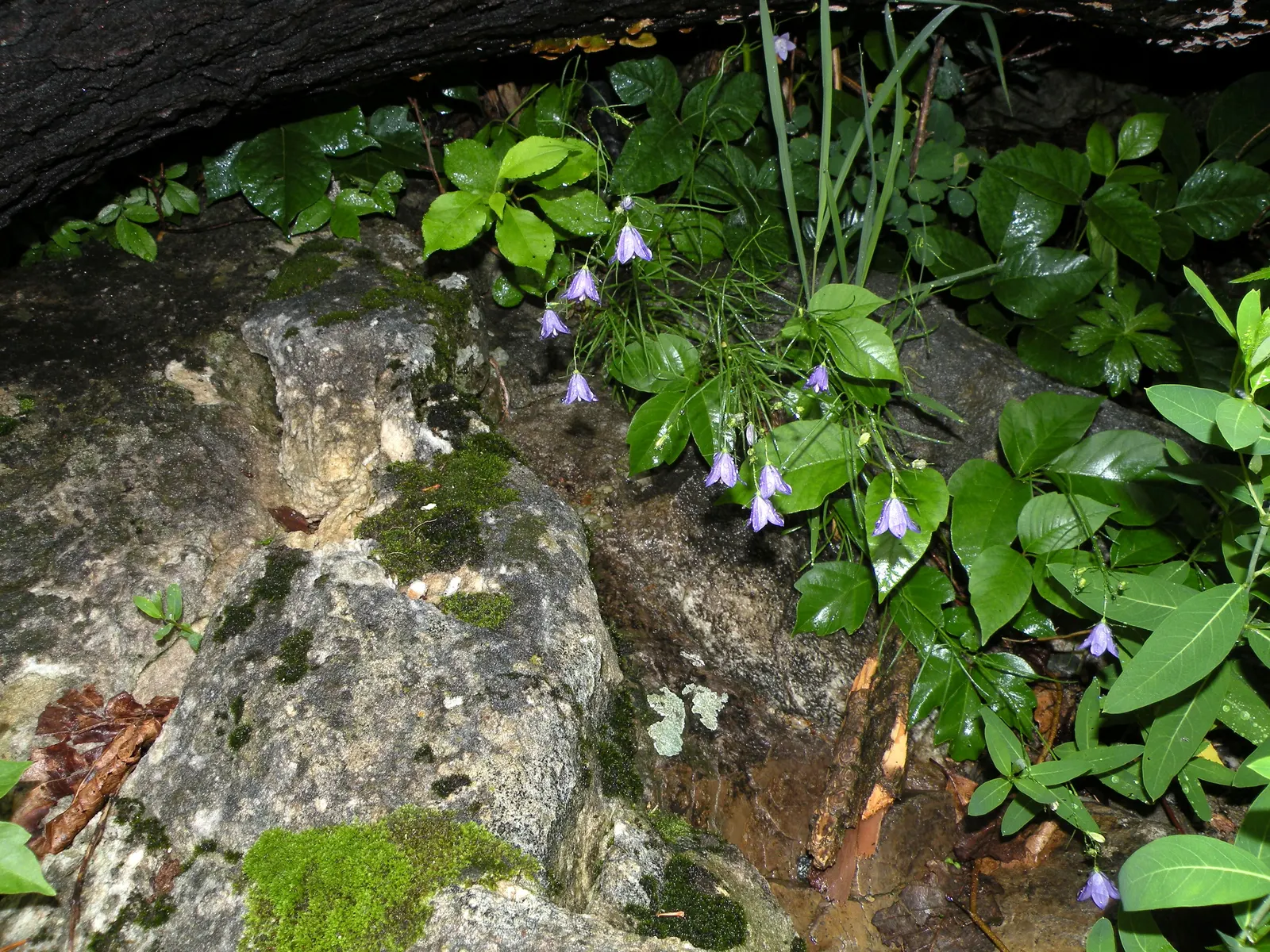 Harebell (Campanula Rotundifolia) — linear leaves that climb up the stem; it boasts delicate bell-shaped, image 105