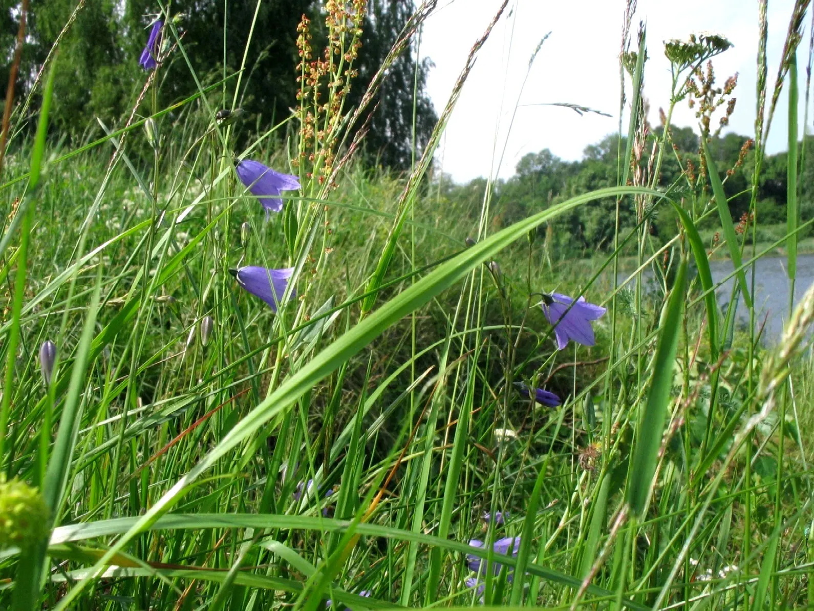 Harebell (Campanula Rotundifolia) — scientifically named Campanula rotundifolia