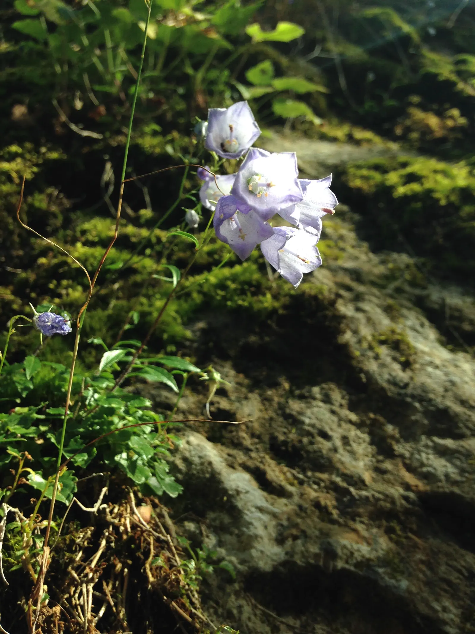 Harebell (Campanula Rotundifolia) — Preferring well-drained soils
