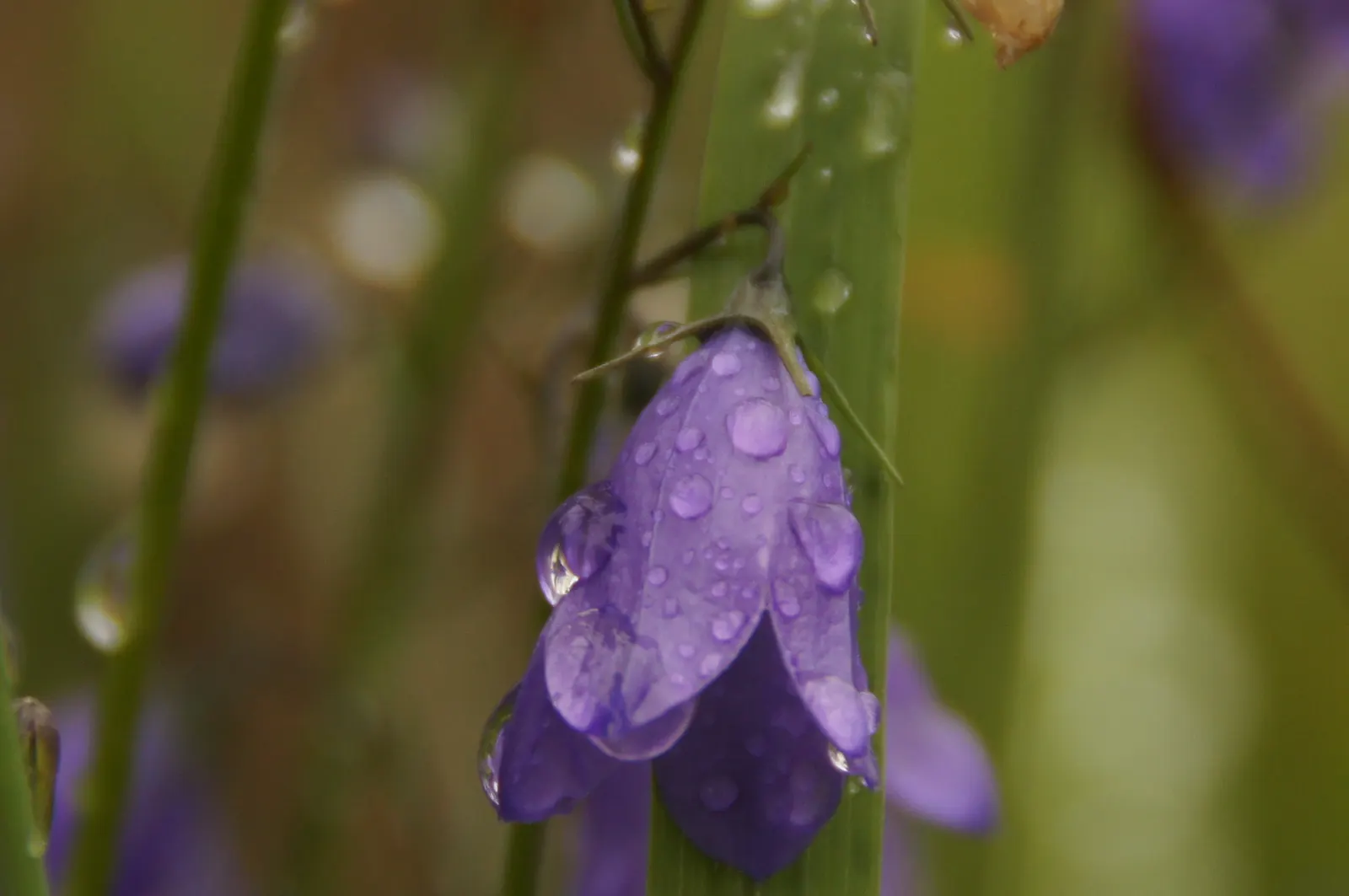 Harebell (Campanula Rotundifolia) — It thrives in USDA zones 3 through 9, preferring full sun to partial shade; with its simple beauty and, image 107