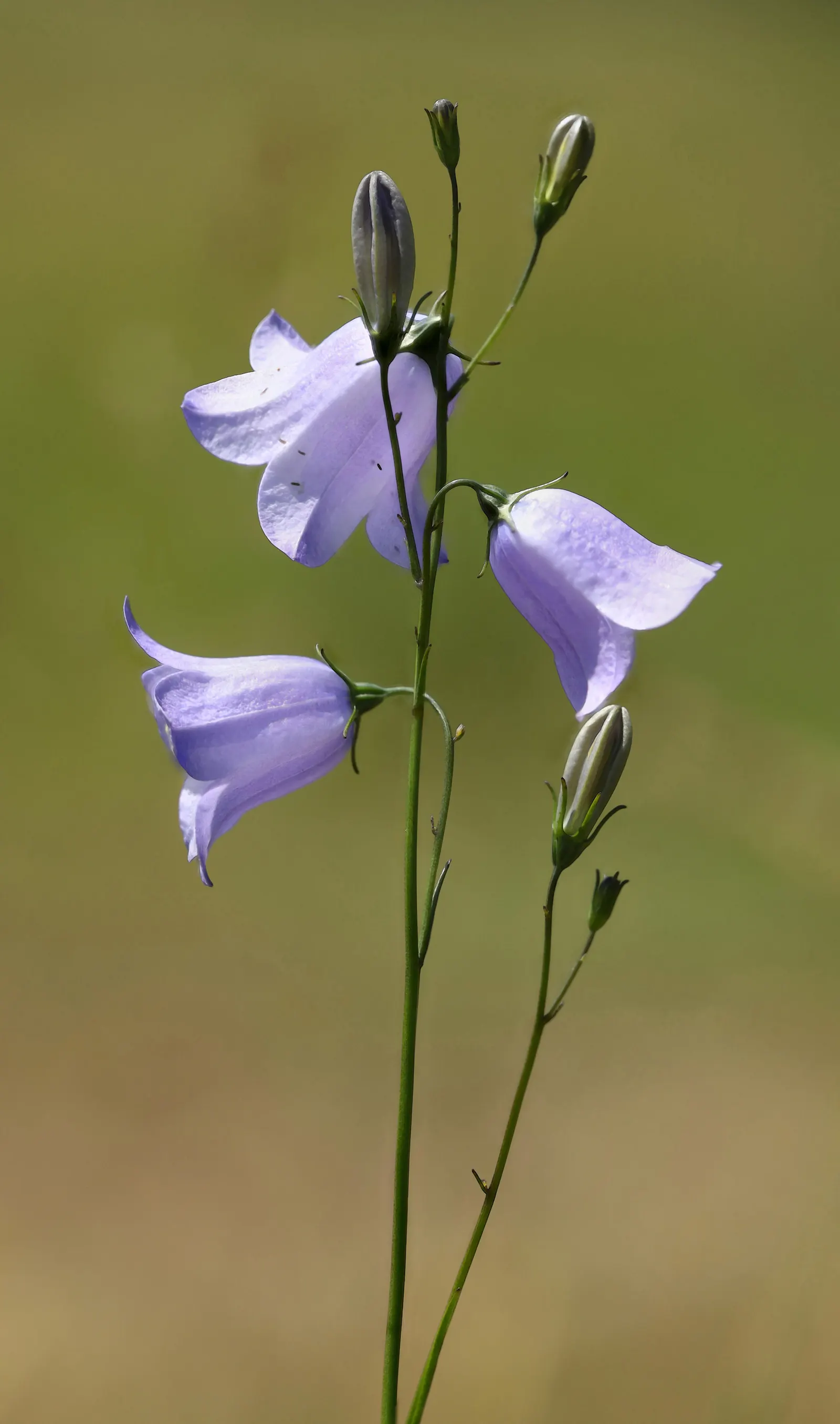 Harebell (Campanula Rotundifolia) — Flowering from June to September; violet-blue flowers atop slender stems reaching 6 to 20 inches tall, image 65
