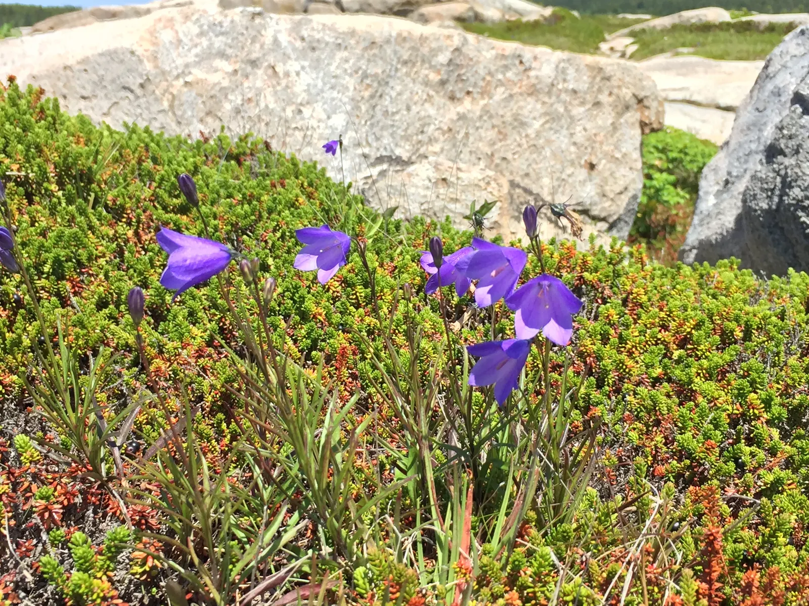 Harebell (Campanula Rotundifolia) — blue flowers in the garden; lavender-blue flowers that dangle gracefully atop slender stems reaching heights of about 6 to