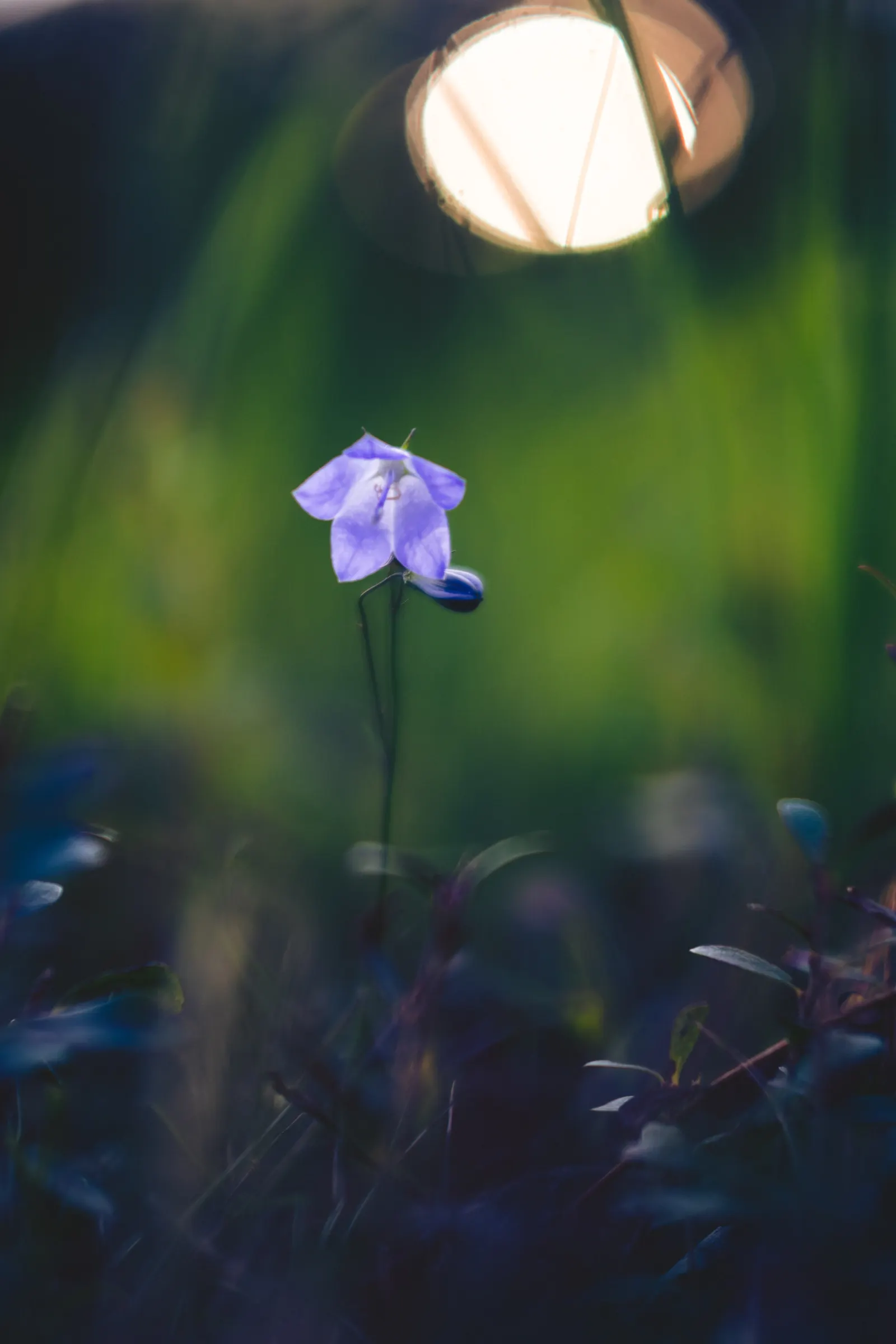 Harebell (Campanula Rotundifolia) — the Harebell is an enchanting addition that will captivate onlookers from season to season; it attracts, image 87