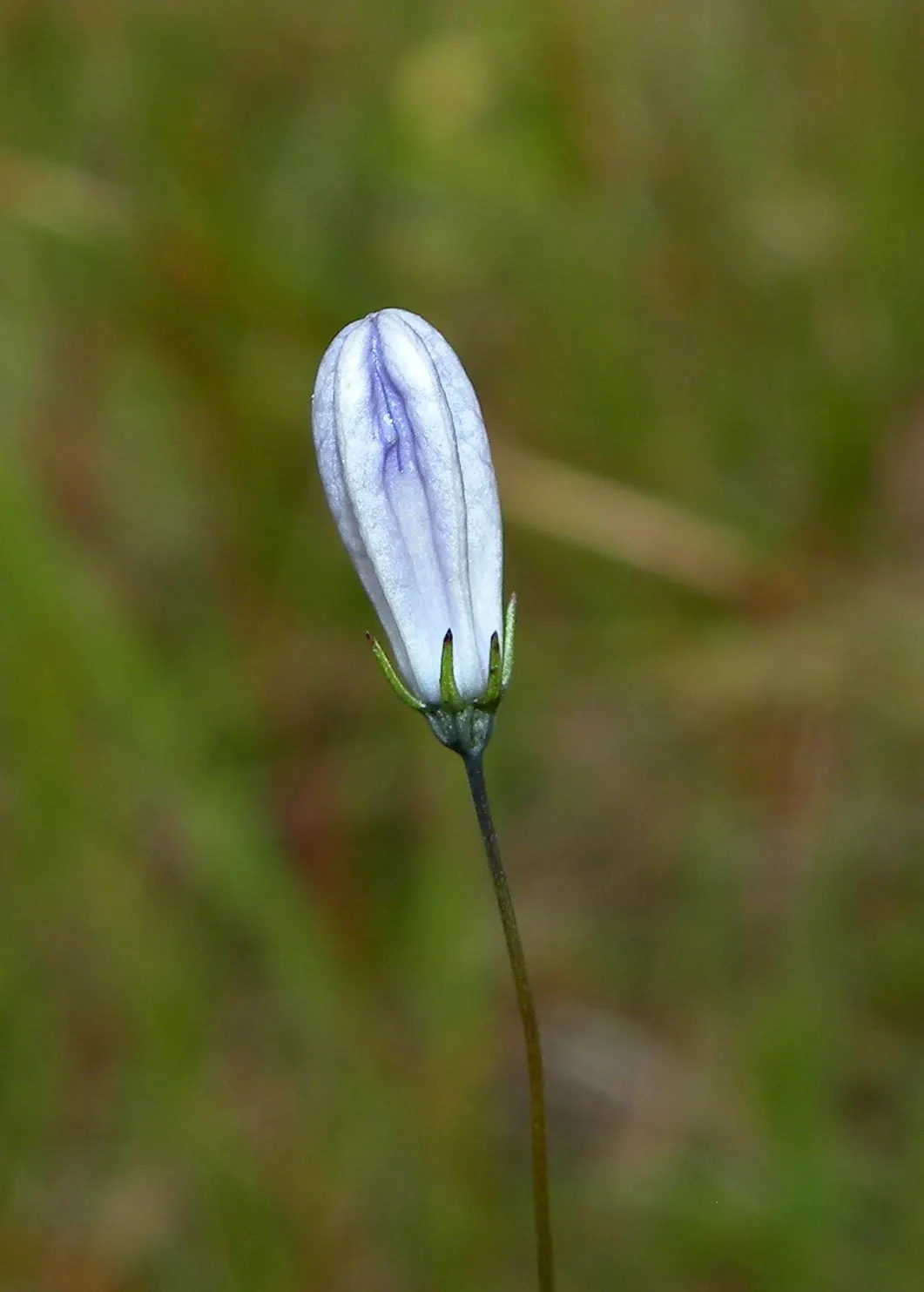 Harebell (Campanula Rotundifolia) — it attracts pollinators and adds a wildflower charm to borders or rock gardens; scientifically named Campanula rotundifolia