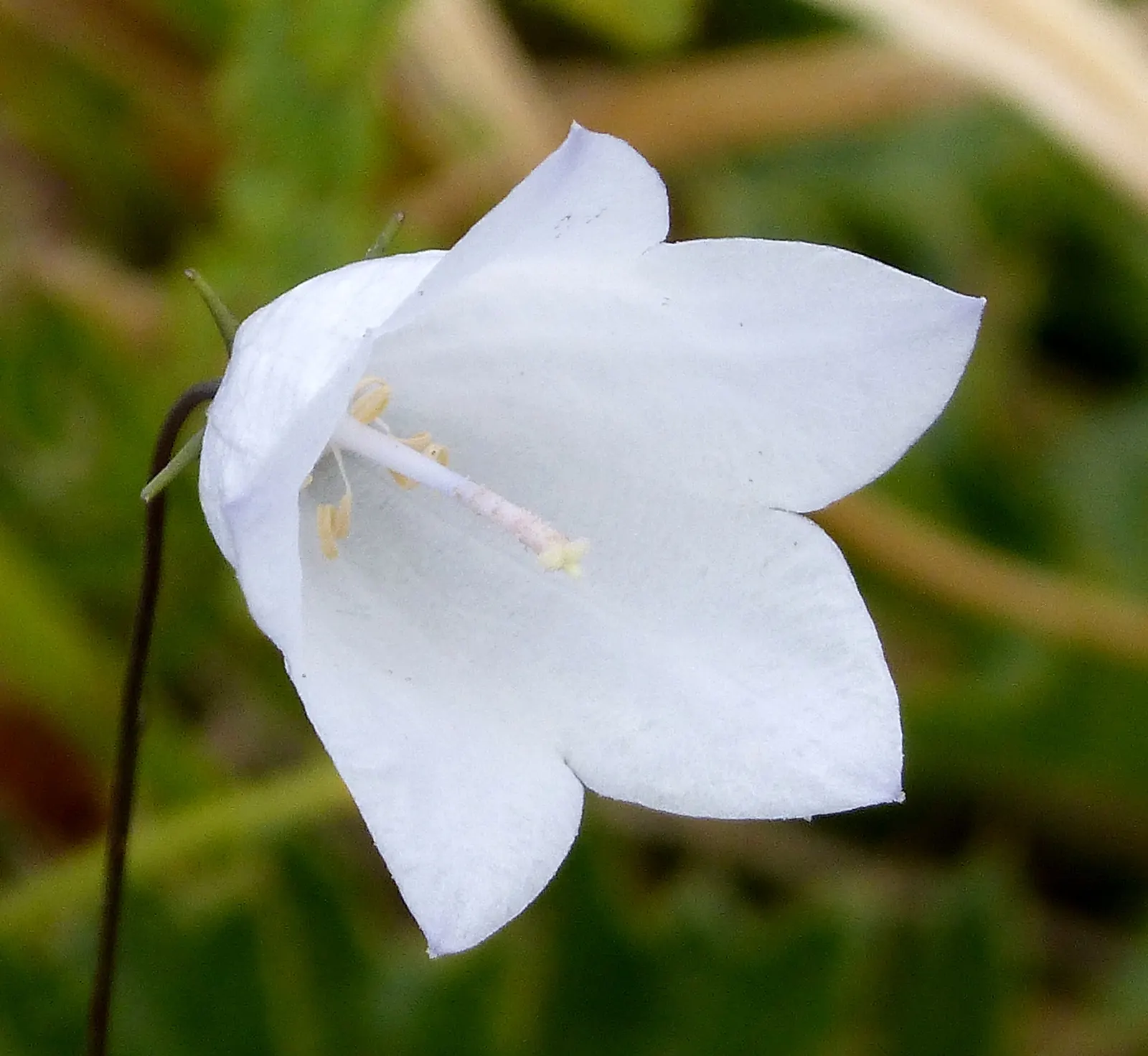 Harebell (Campanula Rotundifolia) — blue flowers in the garden; lavender-blue flowers that dangle gracefully atop slender stems reaching heights of, image 88