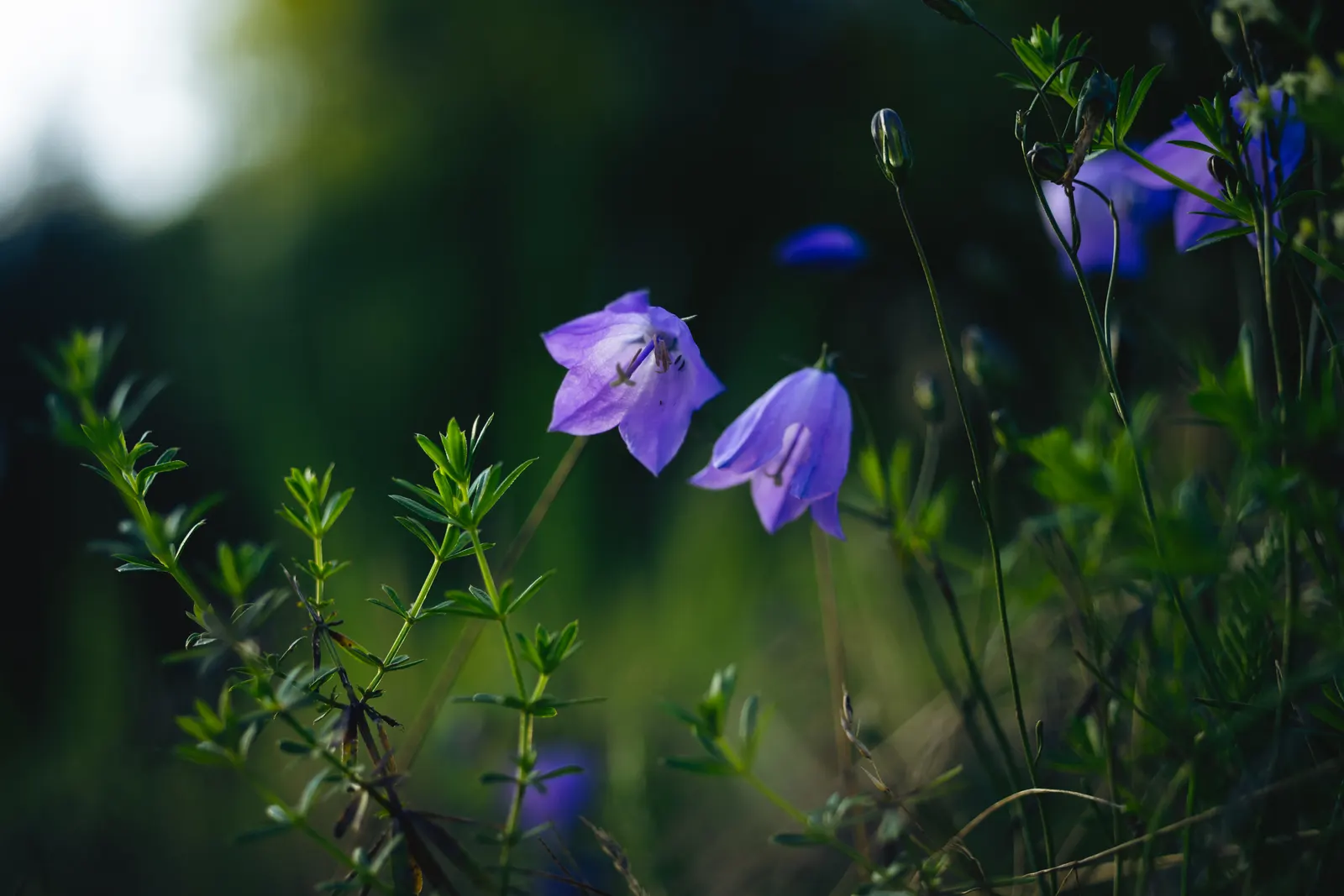Harebell (Campanula Rotundifolia) — With its simple beauty and resilient nature