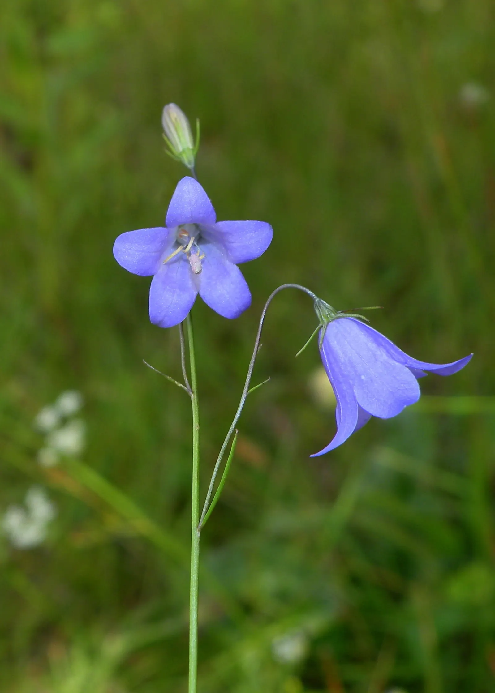Harebell (Campanula Rotundifolia) — Preferring well-drained soils; it requires well-drained soil