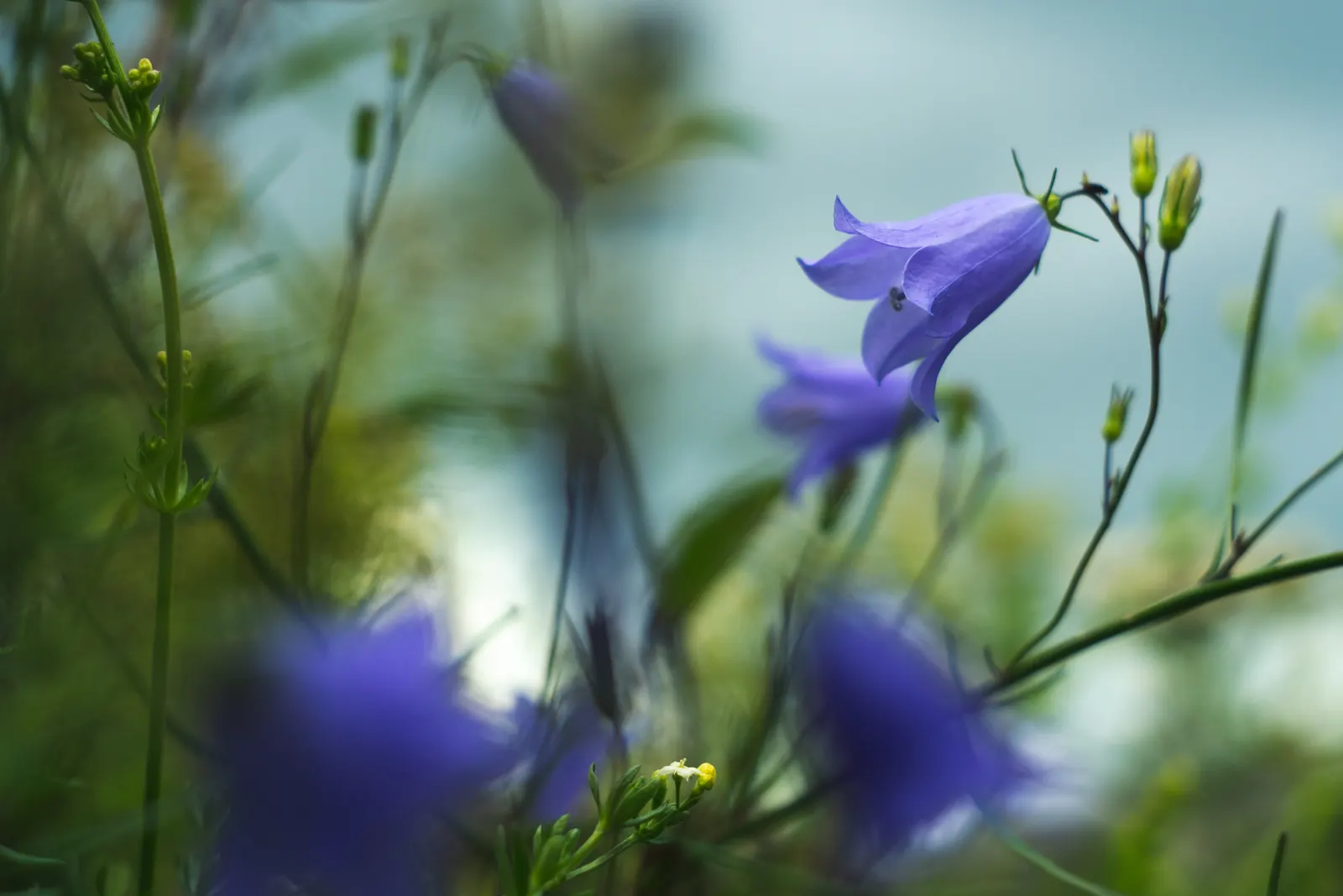 Harebell (Campanula Rotundifolia) — The basal leaves of the Harebell are rounded