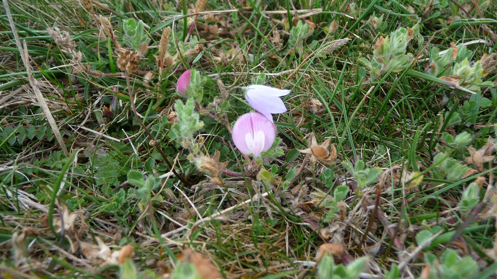 Harebell (Campanula Rotundifolia) — Space 12 to 15 inches apart for a whimsical, low-maintenance display; offering a pleasing contrast in, image 97