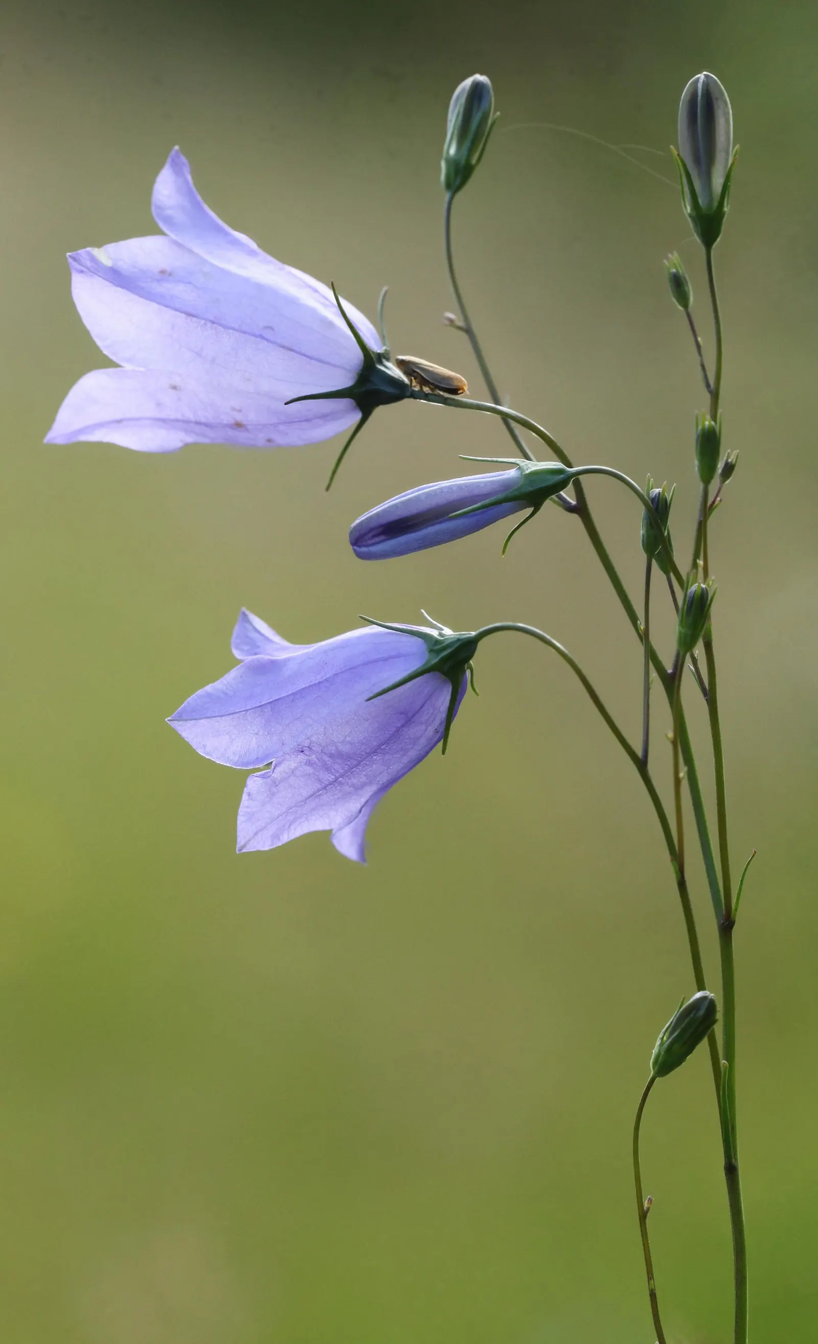 Harebell (Campanula Rotundifolia) — perennial with blue blooms; the Harebell is also drought-resistant once established