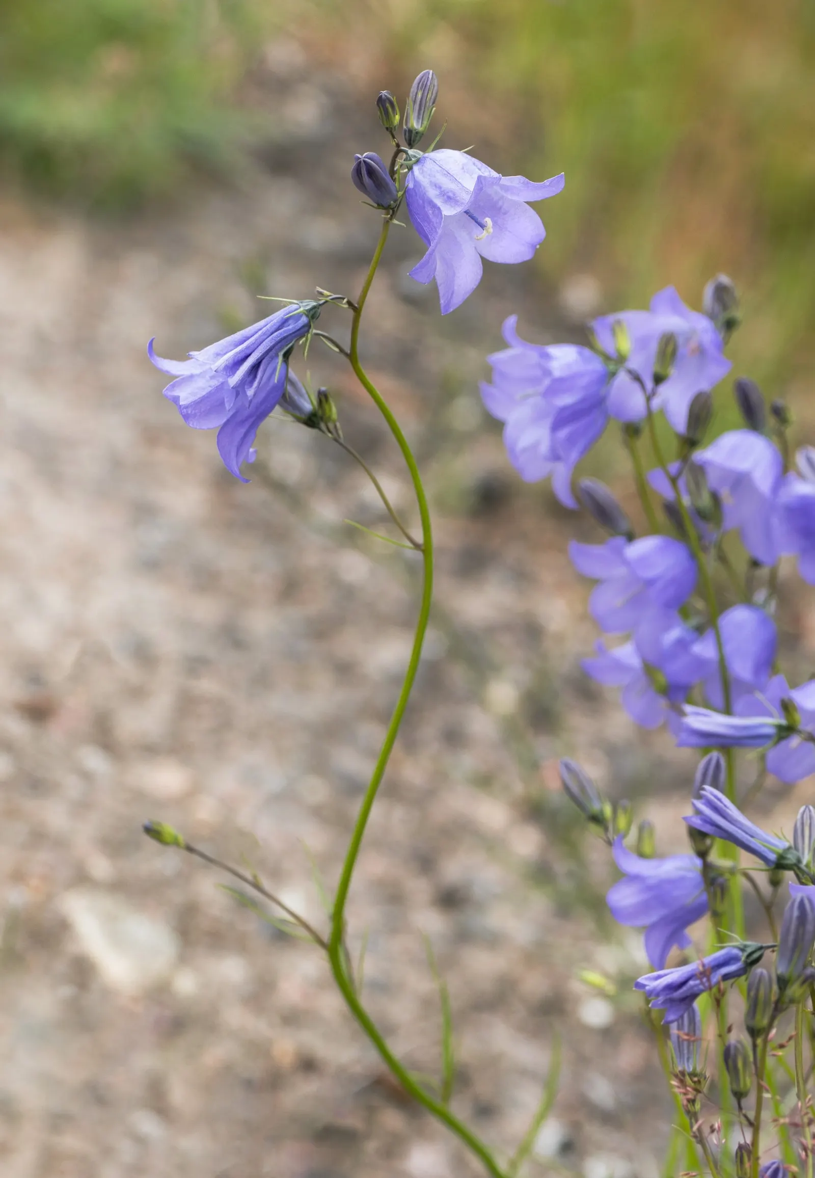 Harebell (Campanula Rotundifolia) — scientifically named Campanula rotundifolia; perennial for half, image 99