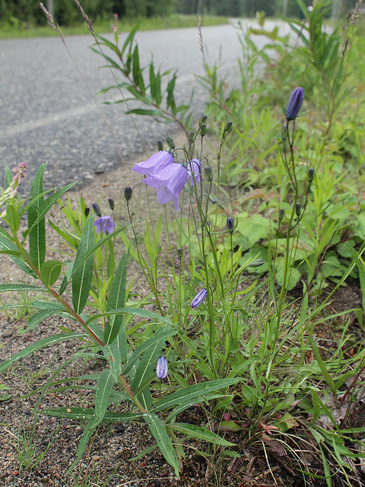Harebell (Campanula Rotundifolia) — Botanical Name: Campanula rotundifolia<br><br>Common Name: Harebell<br><br>The Harebell; or intersperse it, image 68