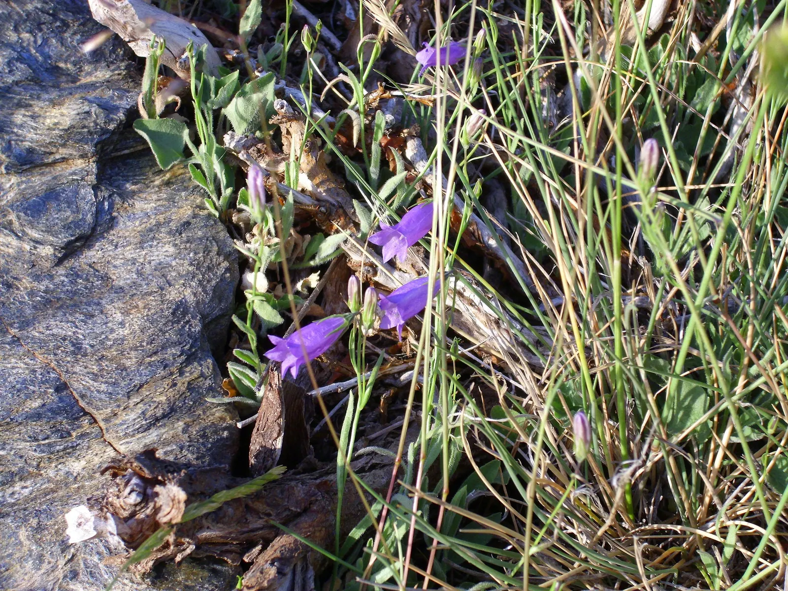 Harebell (Campanula Rotundifolia) — is a charming perennial that brings a whimsical touch to any landscape design