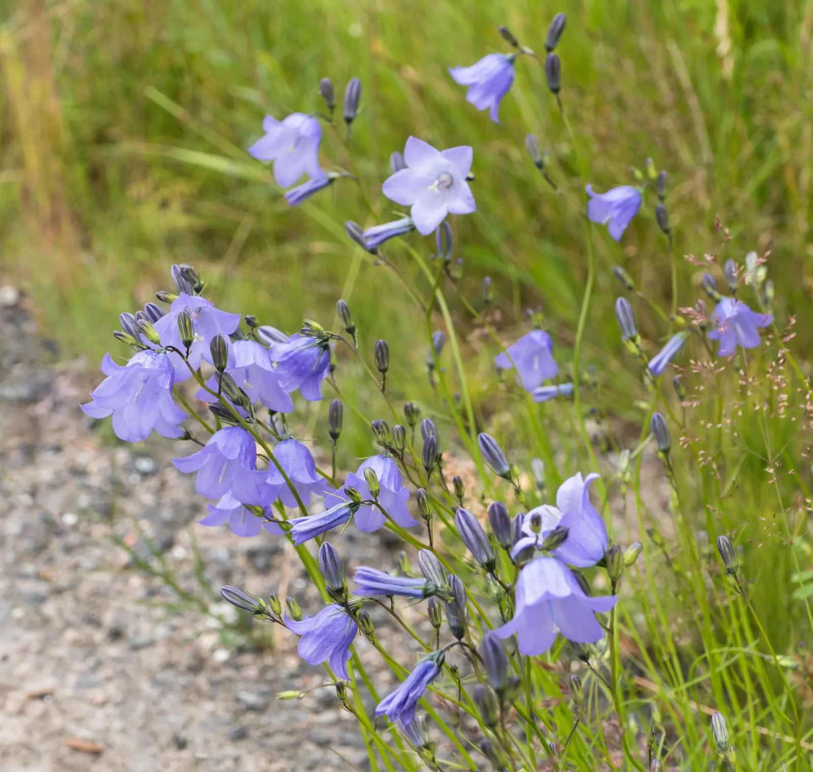 Harebell (Campanula Rotundifolia) — perennial with blue blooms