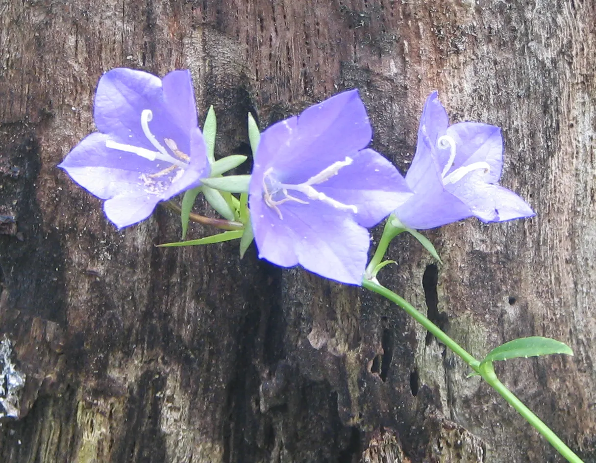 Harebell (Campanula Rotundifolia) — consider planting it in clusters or swathes for a naturalized effect