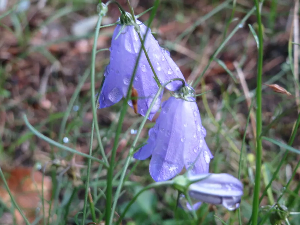 Harebell (Campanula Rotundifolia) — Botanical Name: Campanula rotundifolia<br><br>Common Name: Harebell<br><br>The Harebell; or intersperse it, image 98