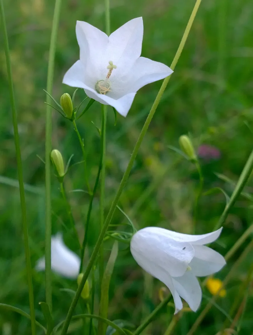 Harebell (Campanula Rotundifolia) — and while it tolerates a range of soil types; is a charming perennial that brings a whimsical touch to any, image 79