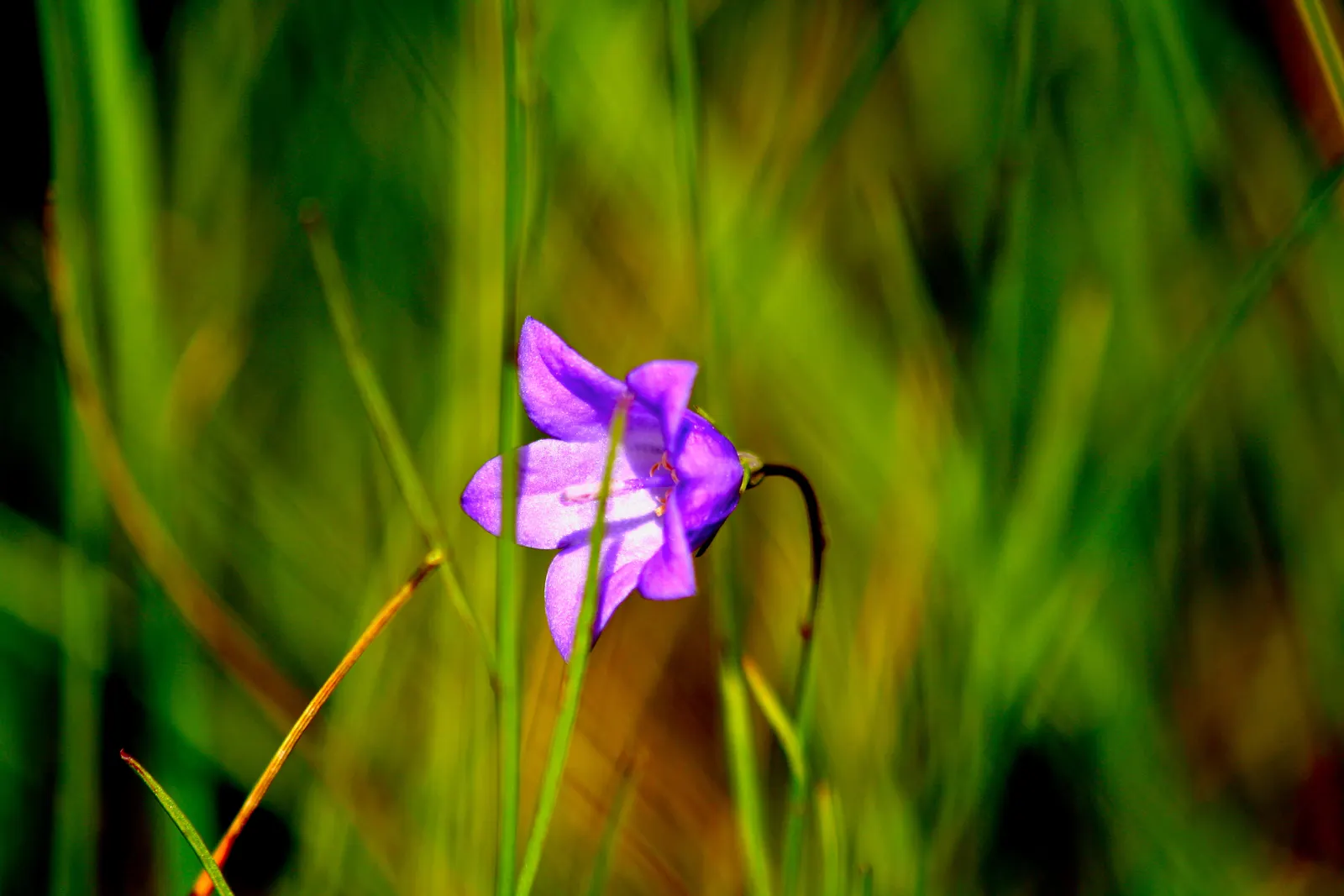 Harebell (Campanula Rotundifolia) — Botanical Name: Campanula rotundifolia<br><br>Common Name: Harebell<br><br>The Harebell