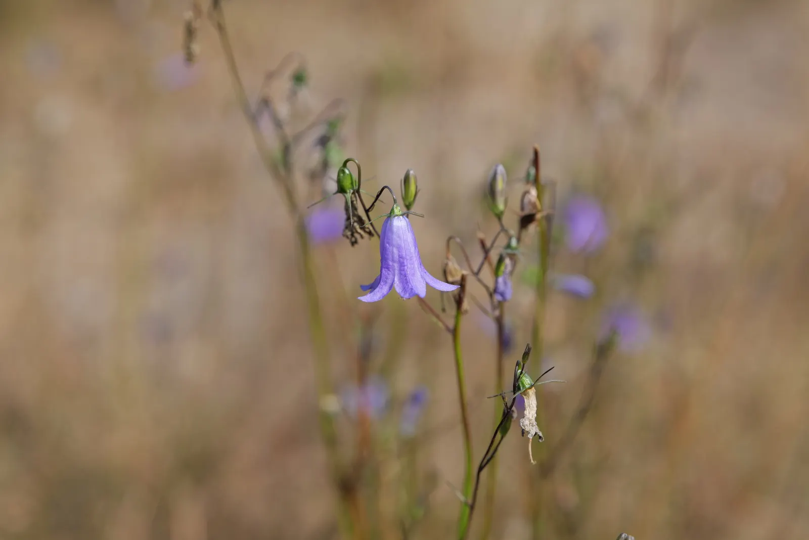 Harebell (Campanula Rotundifolia) — is a charming perennial that brings a whimsical touch to any landscape design; space 12 to 15 inches apart for a whimsical