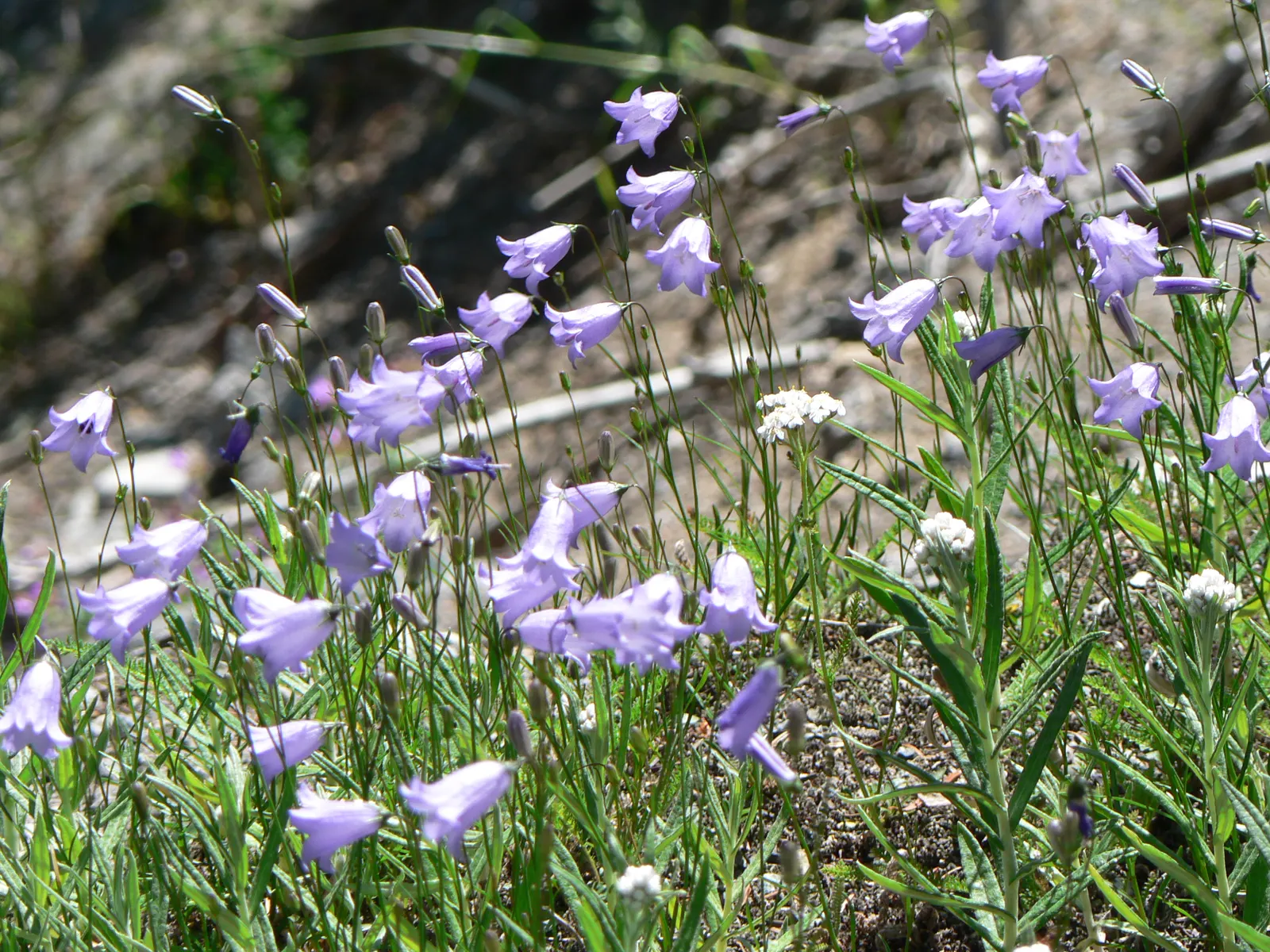 Harebell (Campanula Rotundifolia) — Harebell (Campanula rotundifolia) presents delicate bell-shaped; this hardy perennial flourishes in USDA zones 3-8 and