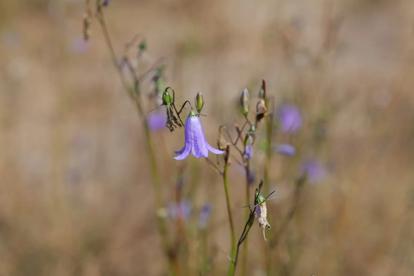 Harebell (Campanula Rotundifolia) — It thrives in USDA zones 3 through 9, preferring full sun to partial shade