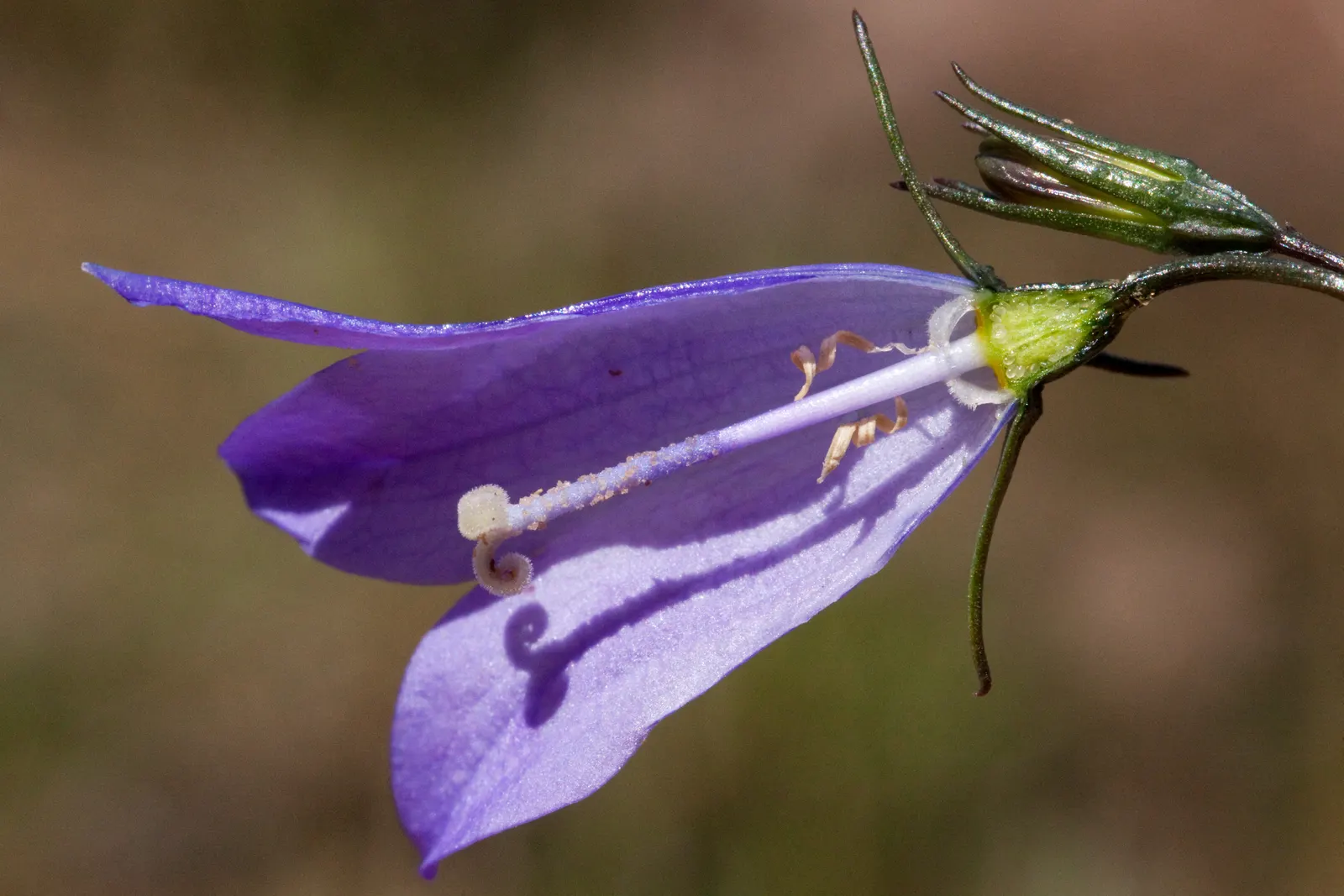 Harebell (Campanula Rotundifolia) — linear leaves that climb up the stem; it boasts delicate bell-shaped, image 75