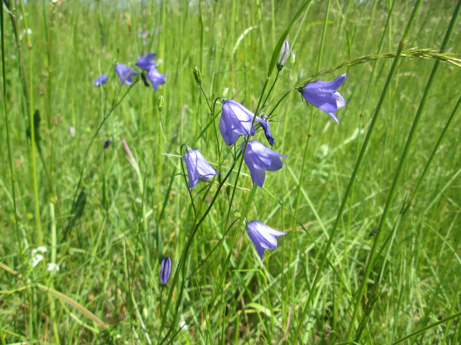 Harebell (Campanula Rotundifolia) — ensuring they create a delightful sea of blue in the landscape; consider planting it in clusters or swathes for, image 85