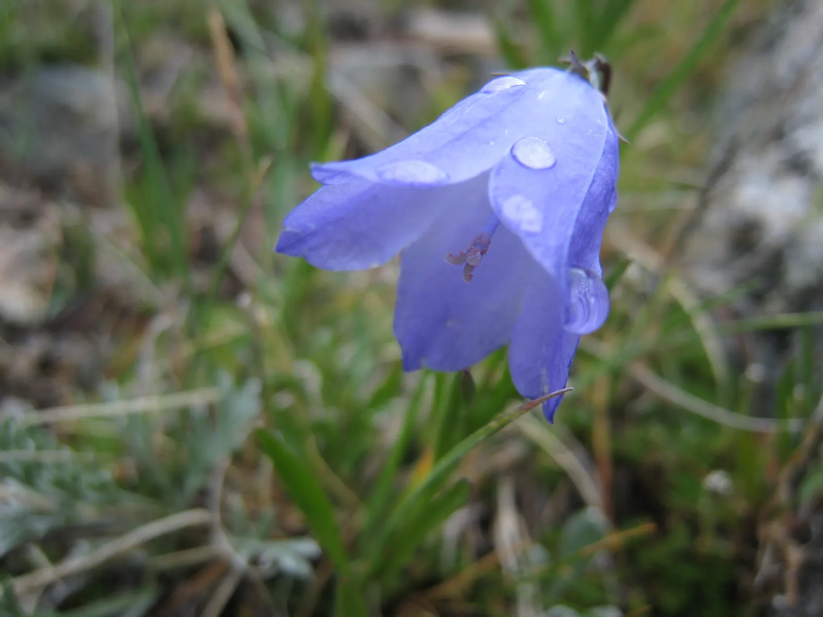 Harebell (Campanula Rotundifolia) — The basal leaves of the Harebell are rounded; flowering from June to September, image 104