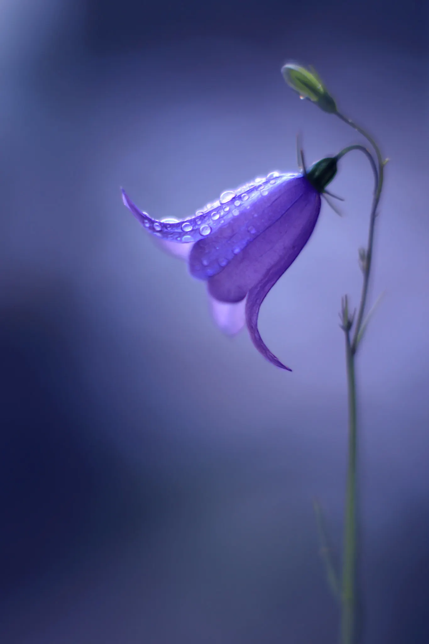 Harebell (Campanula Rotundifolia) — With its simple beauty and resilient nature; perennial with blue blooms