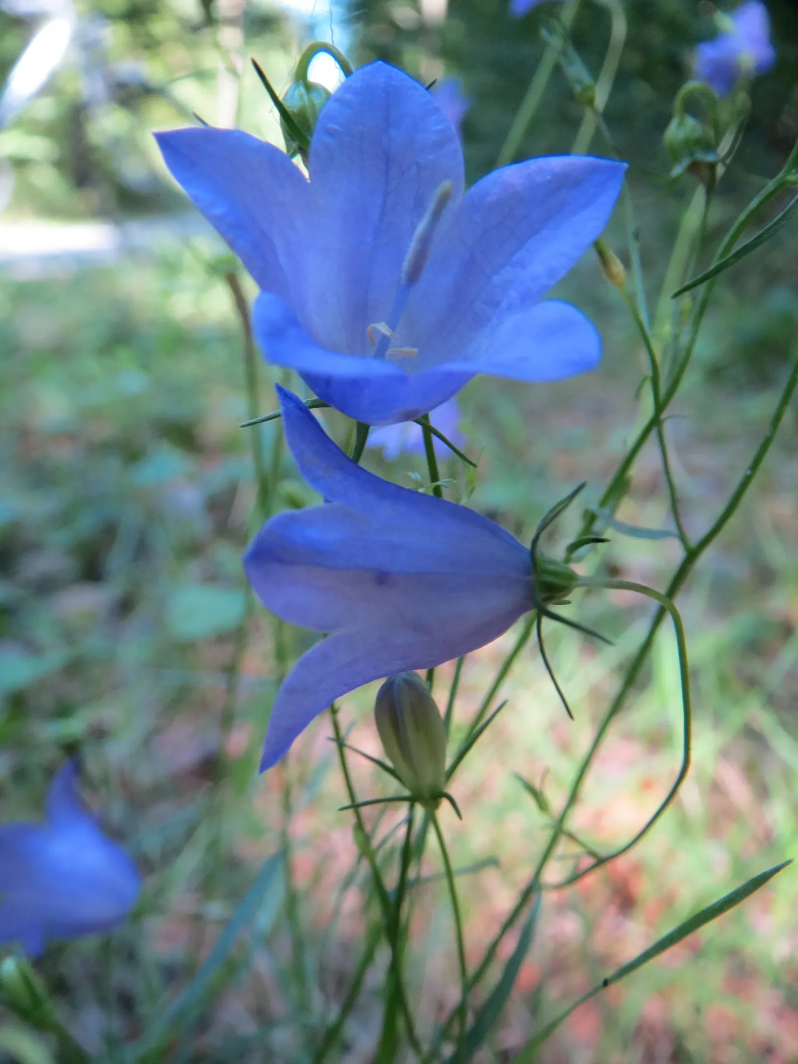 Harebell (Campanula Rotundifolia) — Often referred to as the 'bluebell of Scotland'