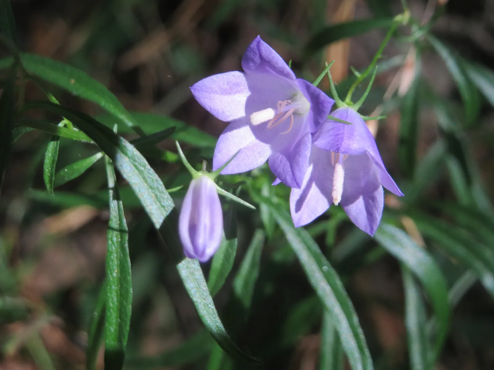 Harebell (Campanula Rotundifolia) — The basal leaves of the Harebell are rounded; flowering from June to September