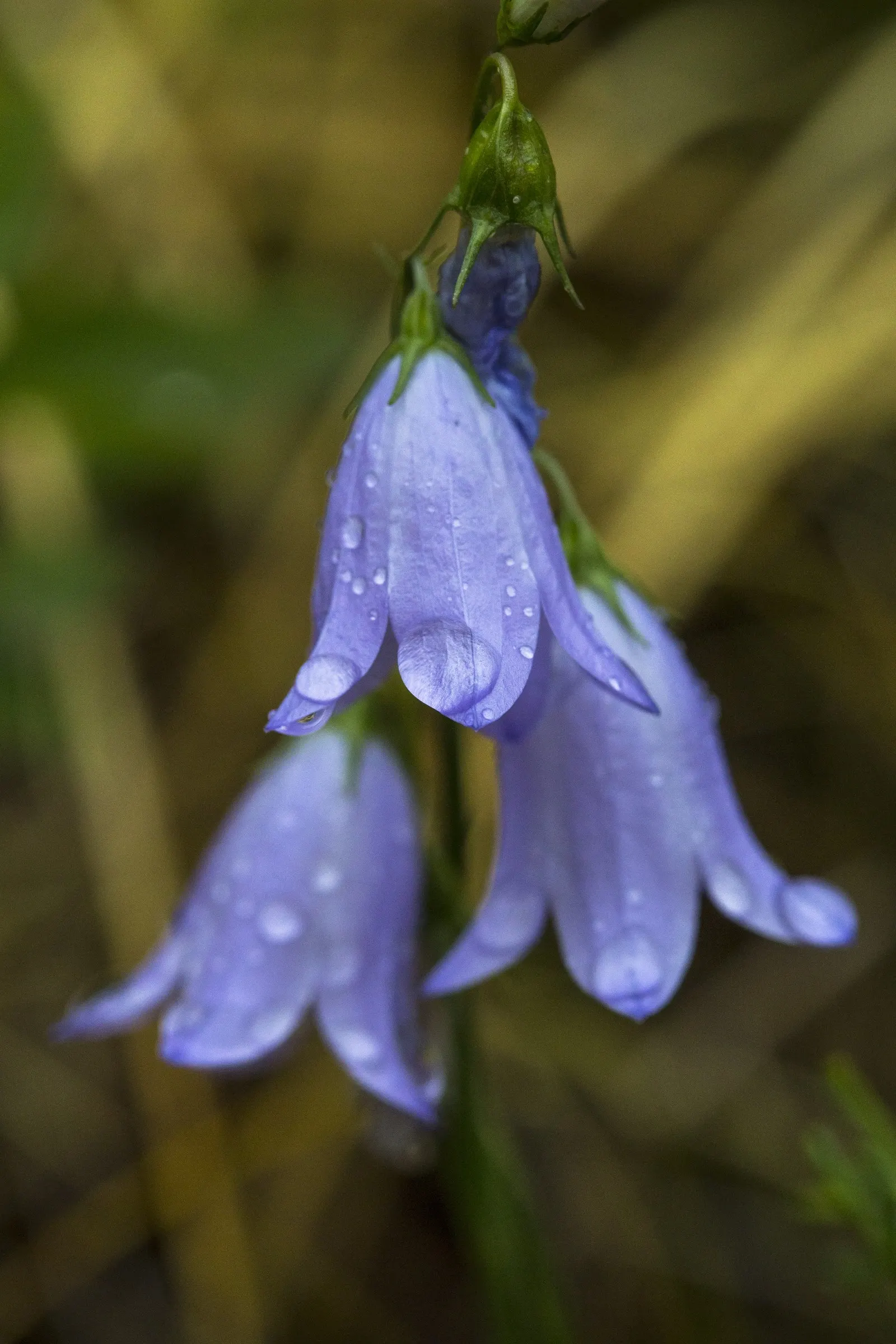 Harebell (Campanula Rotundifolia) — Space individual plants approximately 12 to 15 inches apart to allow for mature spread; linear leaves that climb up the stem
