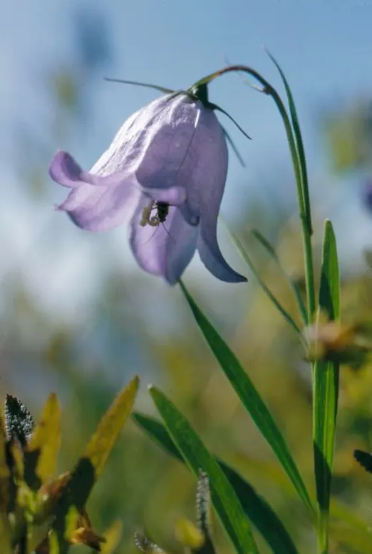 Harebell (Campanula Rotundifolia) — violet-blue flowers atop slender stems reaching 6 to 20 inches tall; often referred to as the 'bluebell of, image 92