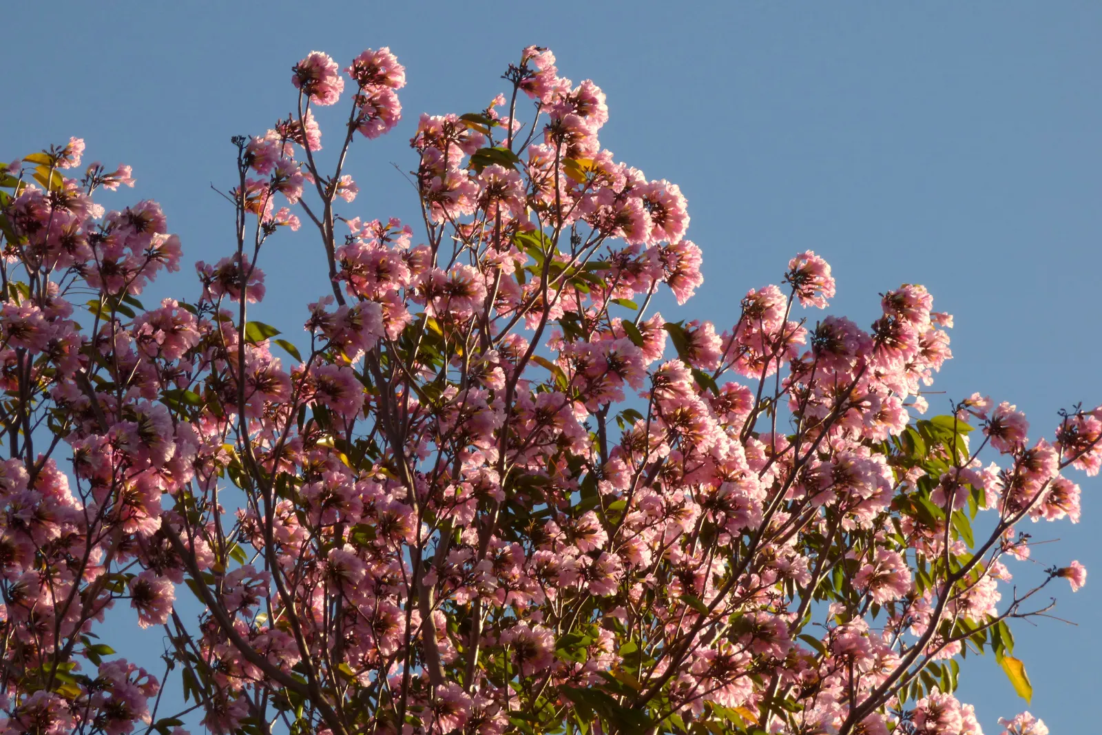 Pink Trumpet Tree (Handroanthus Heptaphyllus) — This semi-deciduous tree typically reaches heights of 20 to 30 feet and can spread out 15 to 25 feet; making it