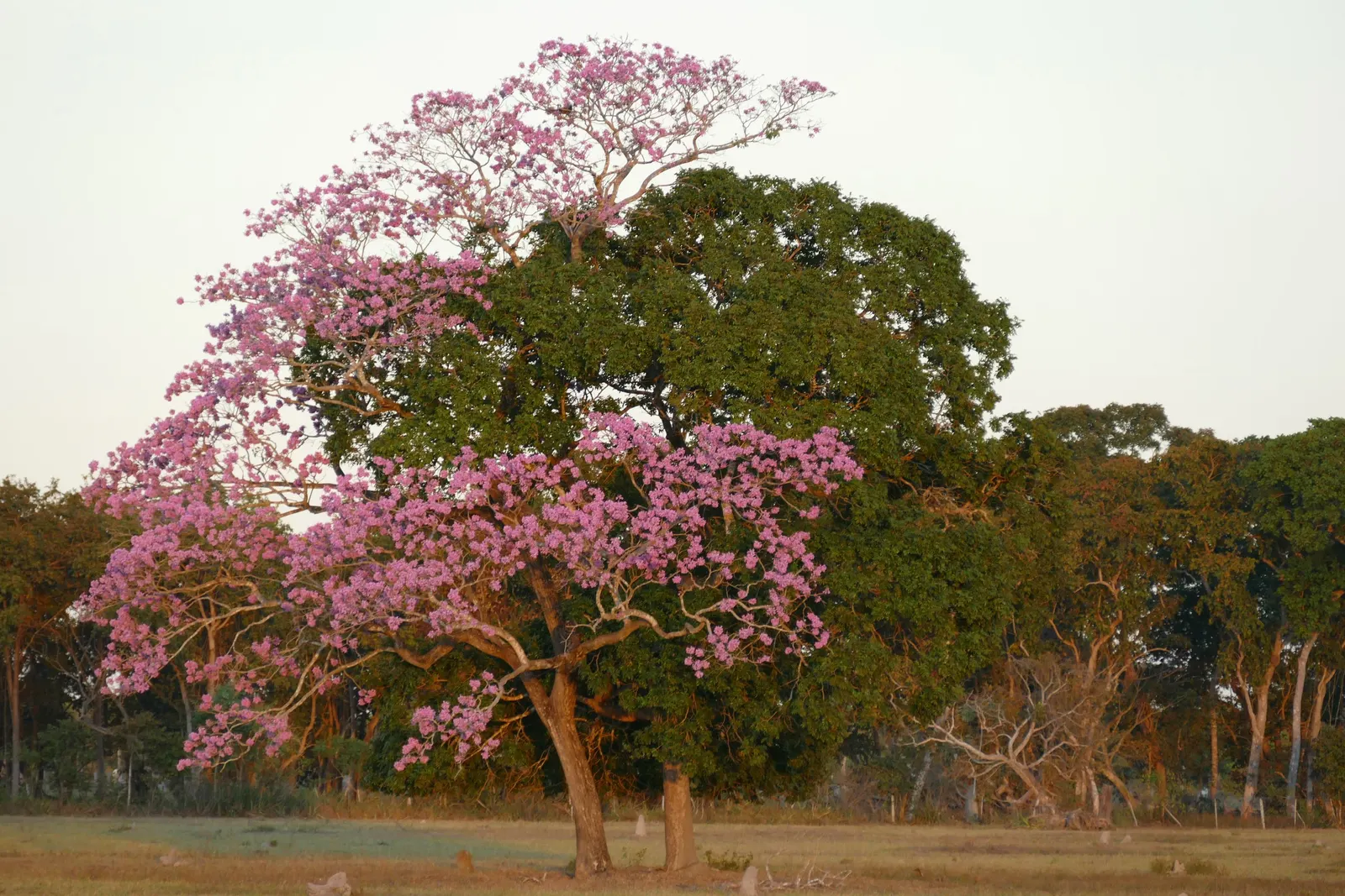 Pink Trumpet Tree (Handroanthus Heptaphyllus) — and it requires moderate water once established; it boasts a moderate to fast growth rate