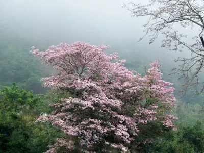 Pink Trumpet Tree (Handroanthus Heptaphyllus) — Perfect for statement or accent planting