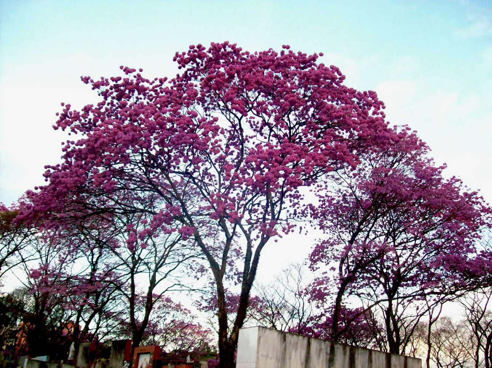 Pink Trumpet Tree (Handroanthus Heptaphyllus) — Handroanthus heptaphyllus, the Pink Trumpet Tree, is a deciduous beauty famous for its vibrant pink blooms