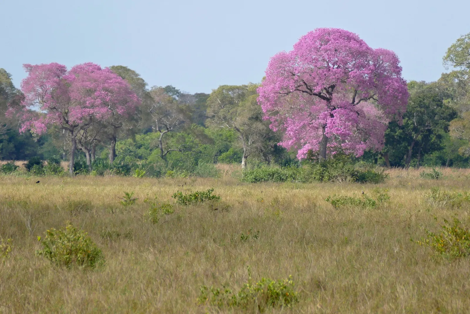Pink Trumpet Tree (Handroanthus Heptaphyllus) — Handroanthus heptaphyllus, the Pink Trumpet Tree, is a deciduous beauty famous for its vibrant pink blooms; its