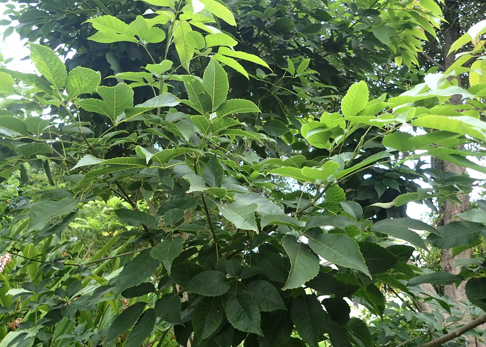 Pink Trumpet Tree (Handroanthus Heptaphyllus) — and its use as a shade provider or a specimen plant within the landscape