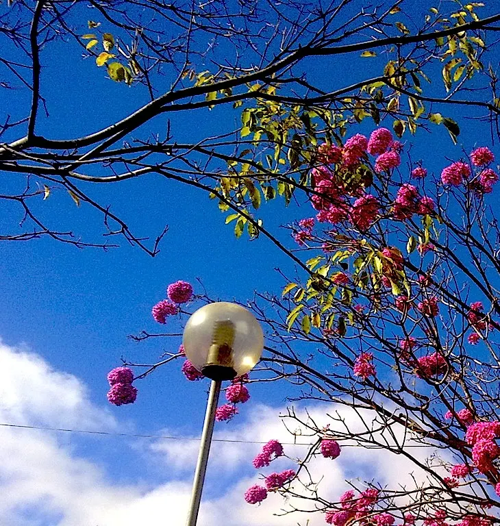 Pink Trumpet Tree (Handroanthus Heptaphyllus) — its spectacular seasonal blooms