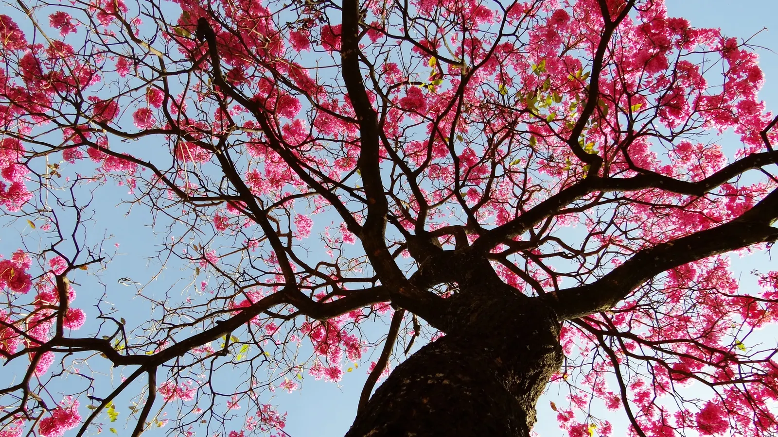 Pink Trumpet Tree (Handroanthus Heptaphyllus) — Zone 9B-11 adaptability makes it a splendid choice for various landscapes, image 32