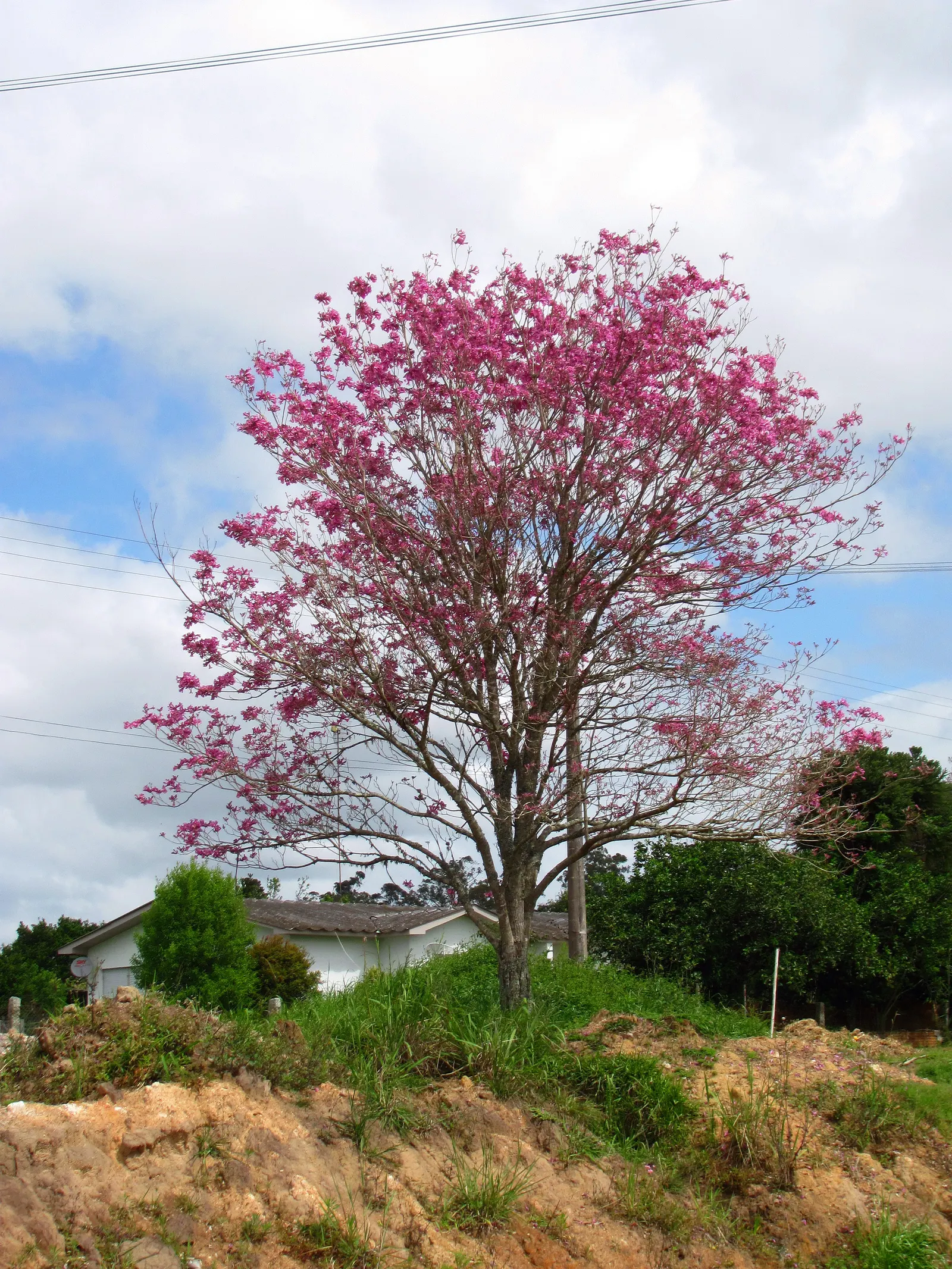 Pink Trumpet Tree (Handroanthus Heptaphyllus) — which occurs from spring to early summer