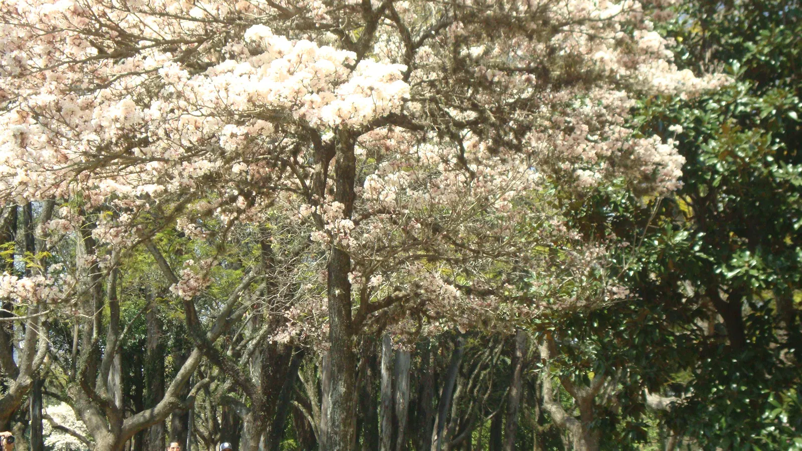 Pink Trumpet Tree (Handroanthus Heptaphyllus) — particularly in USDA Hardiness Zones 9b to 11.<br><br>When informing the client