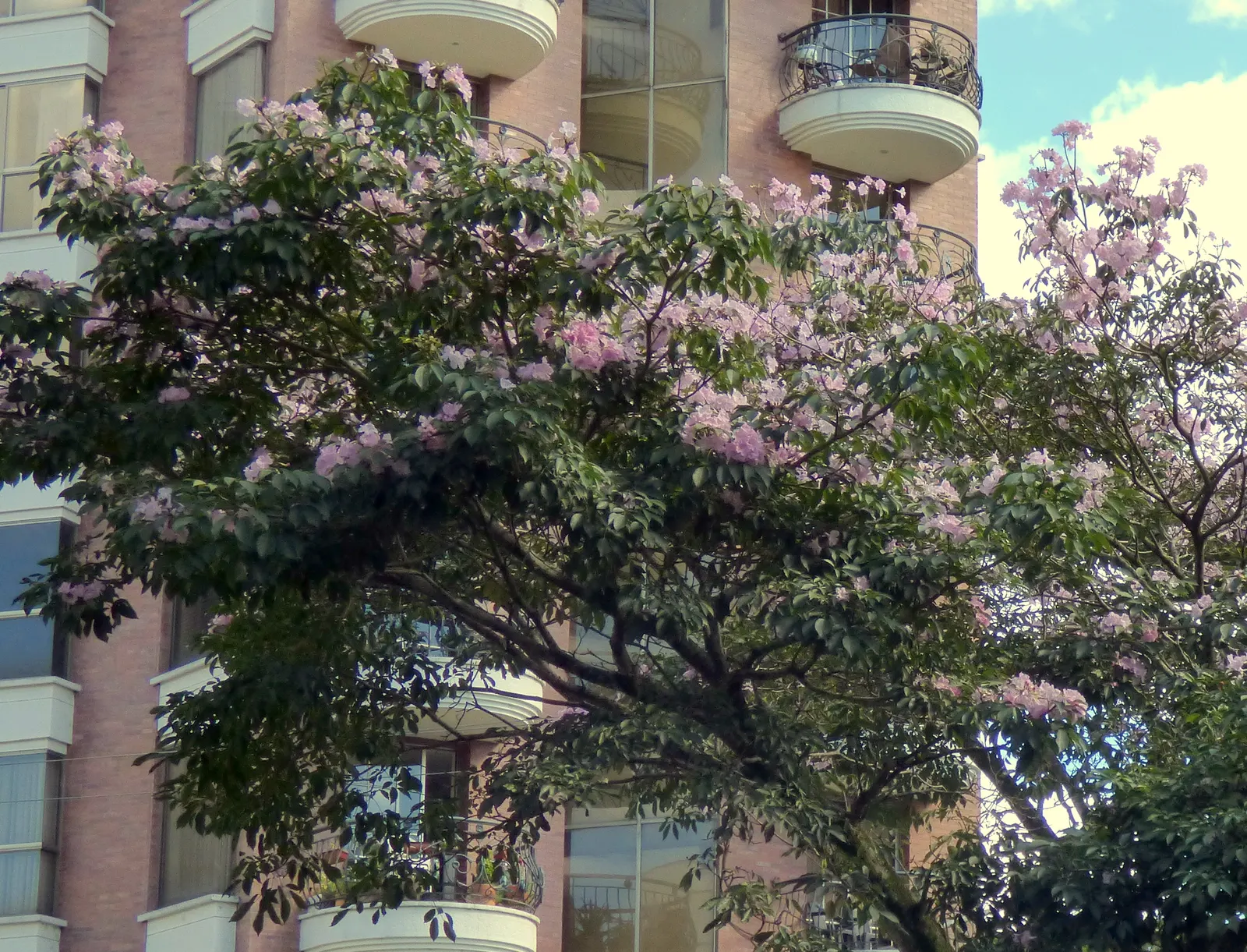Pink Trumpet Tree (Handroanthus Heptaphyllus) — offering a spectacular display of floral beauty and captivating structure